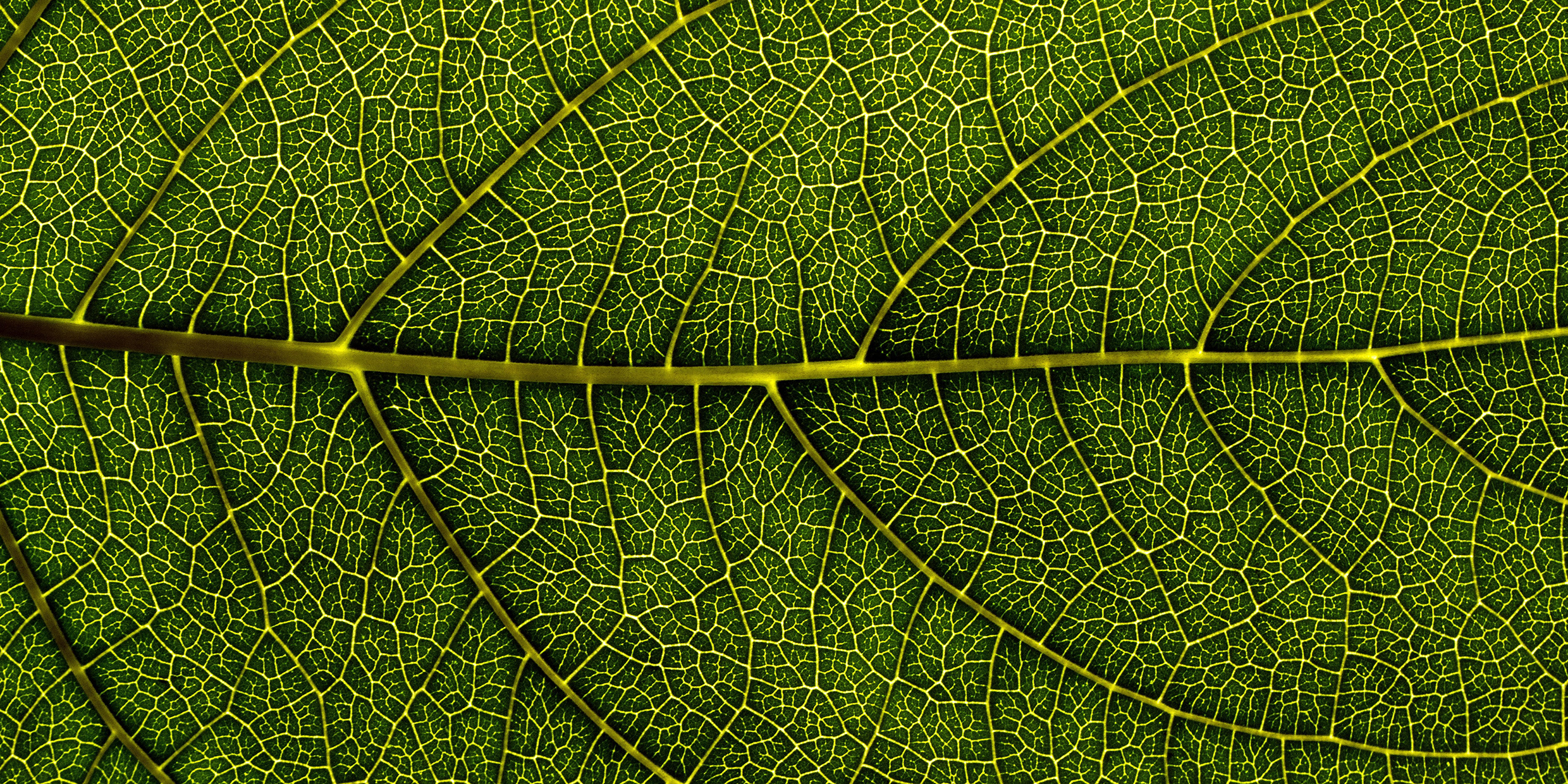 Close up image of a complex network of veins within a green leaf