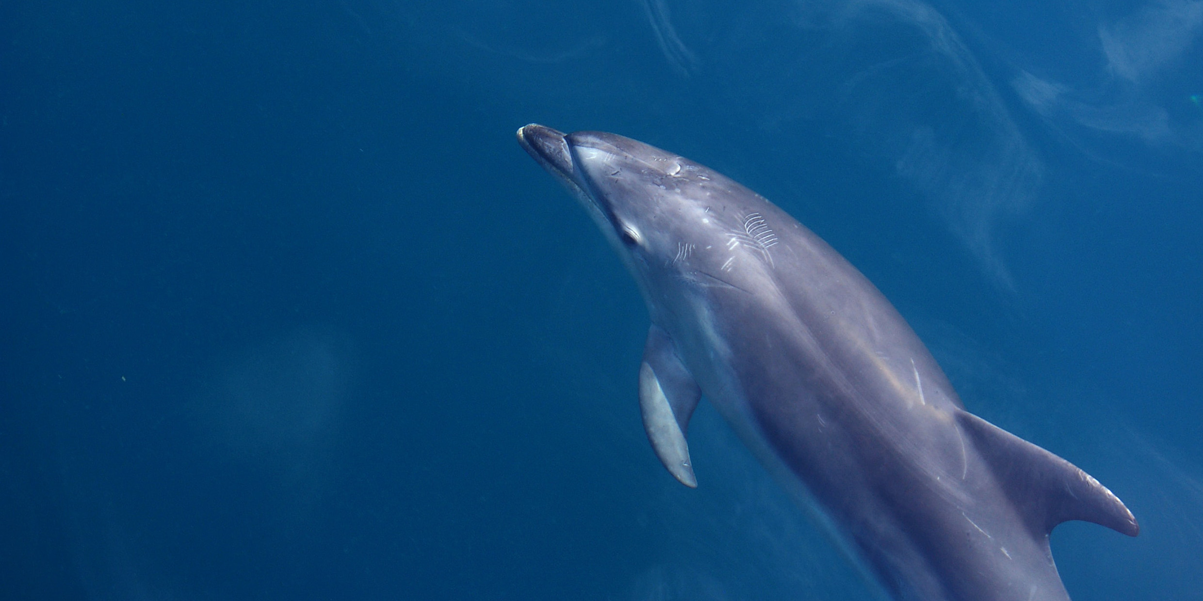 Image of a swimming dolphin