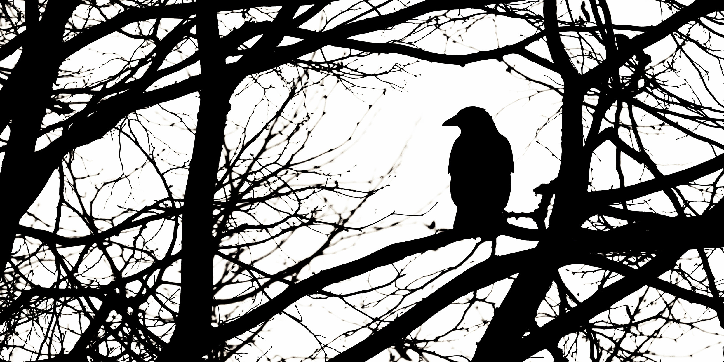 Silhouette of a crow perched in a tree