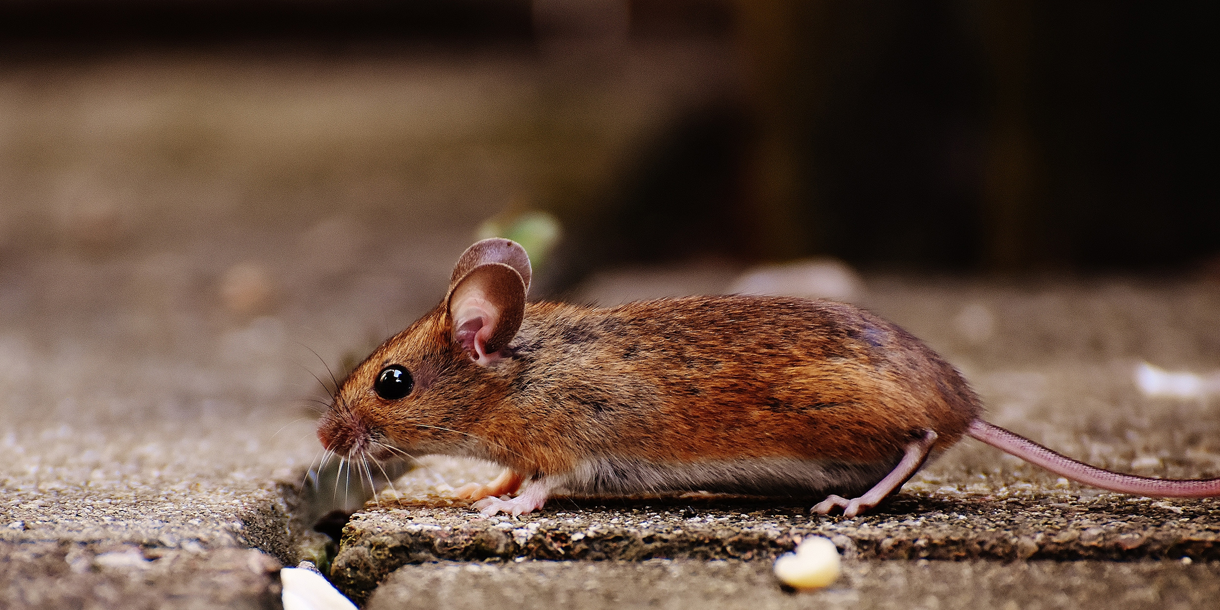 Image of a brown mouse