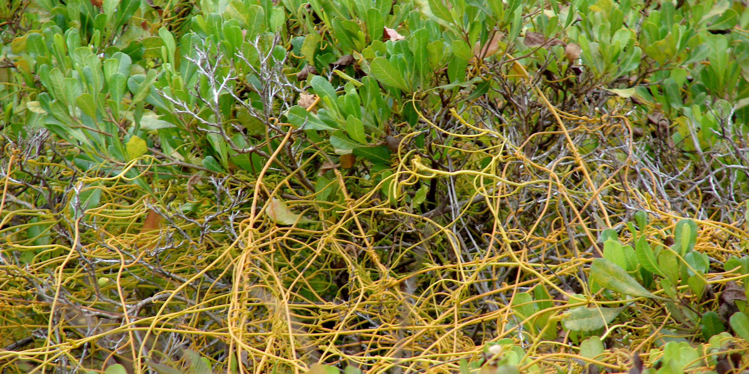 Photo of orange vine tendrils choking a green-leaved plant