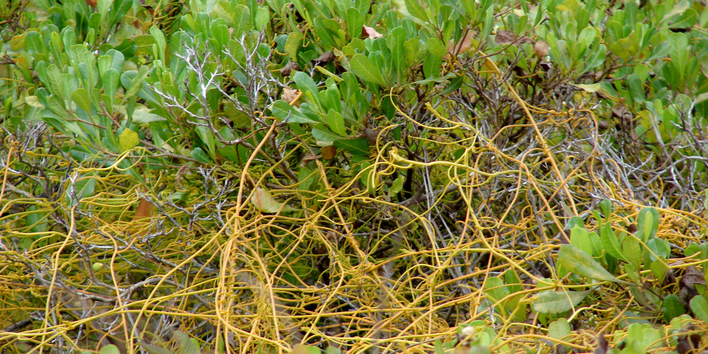 Bahamian love vines cling and you can’t let them go