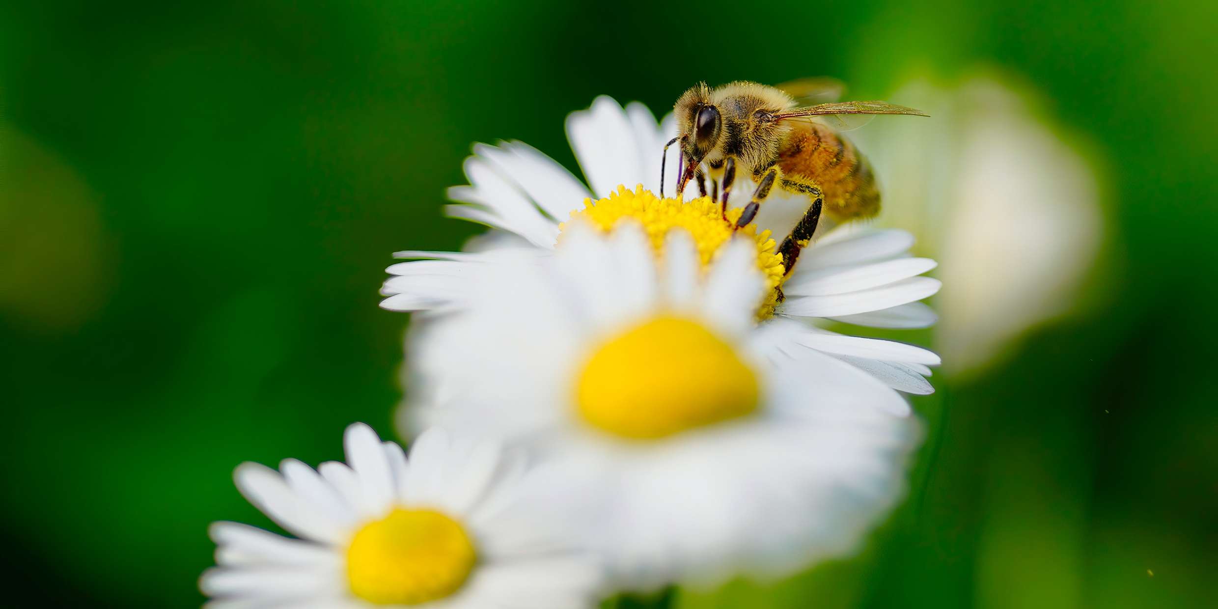 Image of a bee pollinating a flower