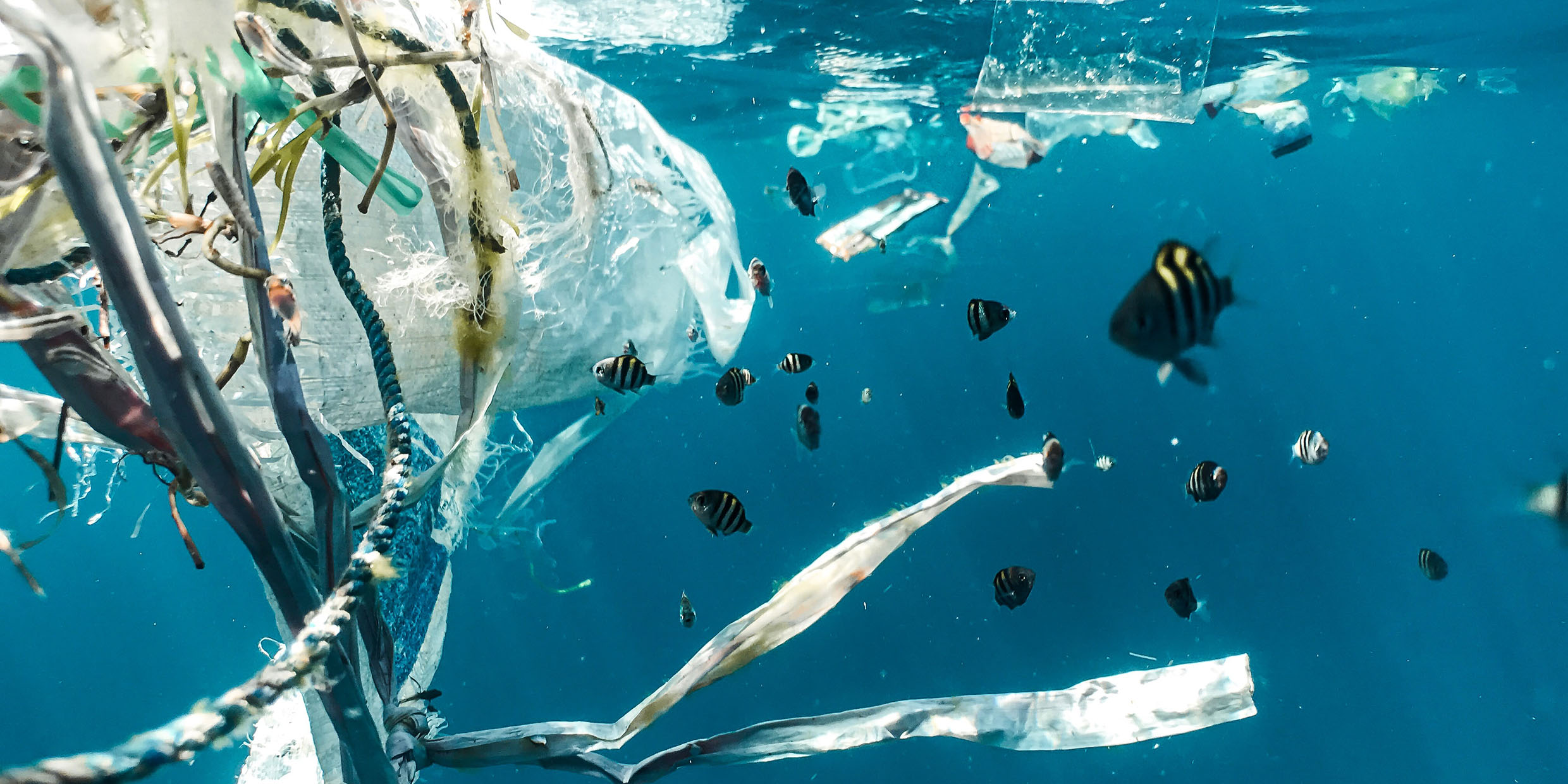 Image of plastic pollution in the ocean with fish swimming nearby