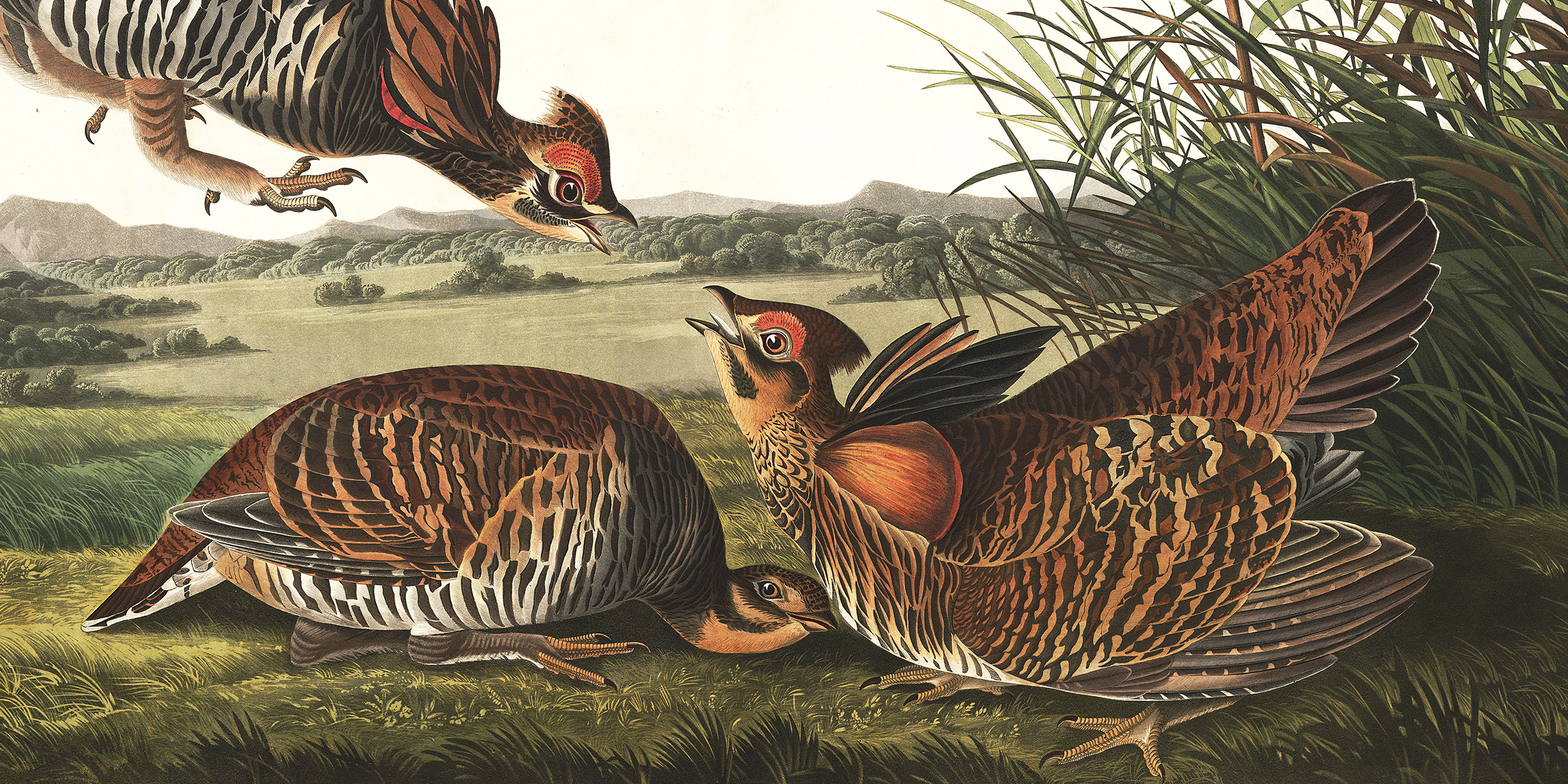 Painting of a group of pinnated grouse