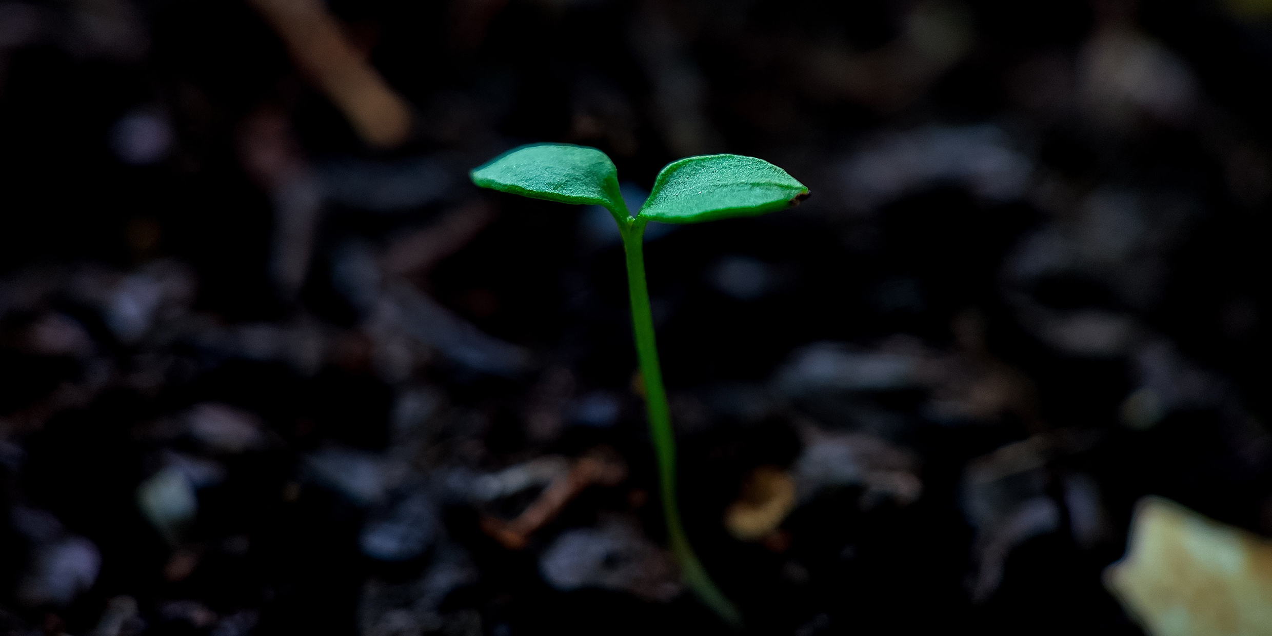 Image of green sprouting plant in dark soil
