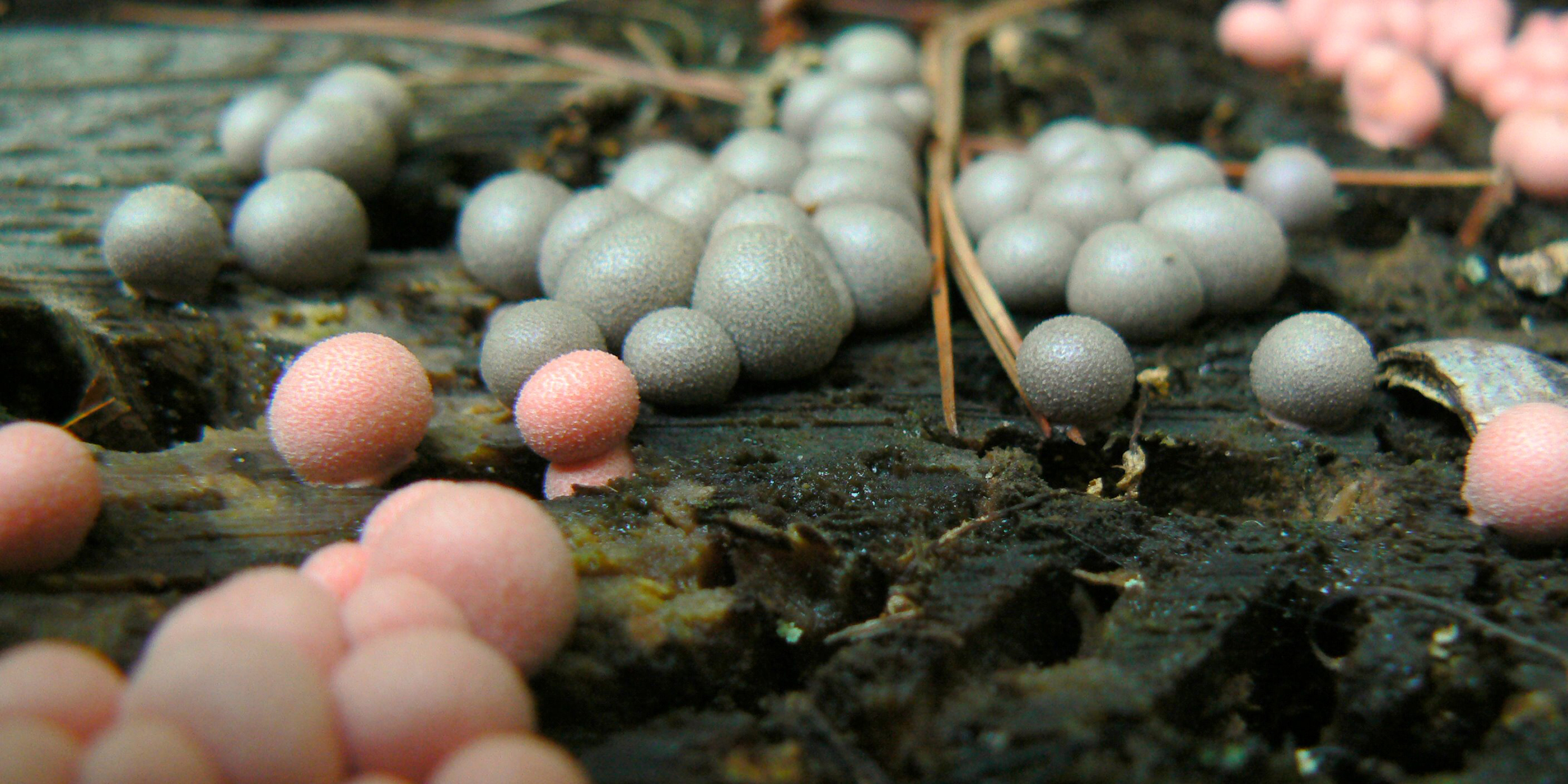Image of pink and white spheres growing from a dead log