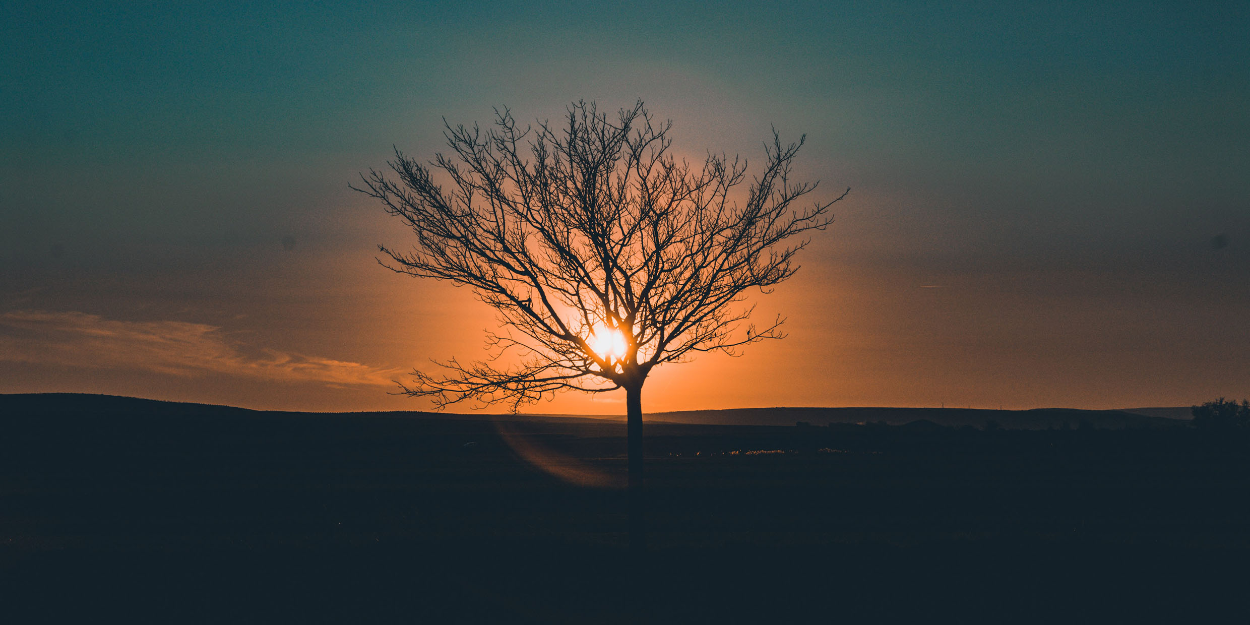 Image of a tree silhouetted by the rising sun