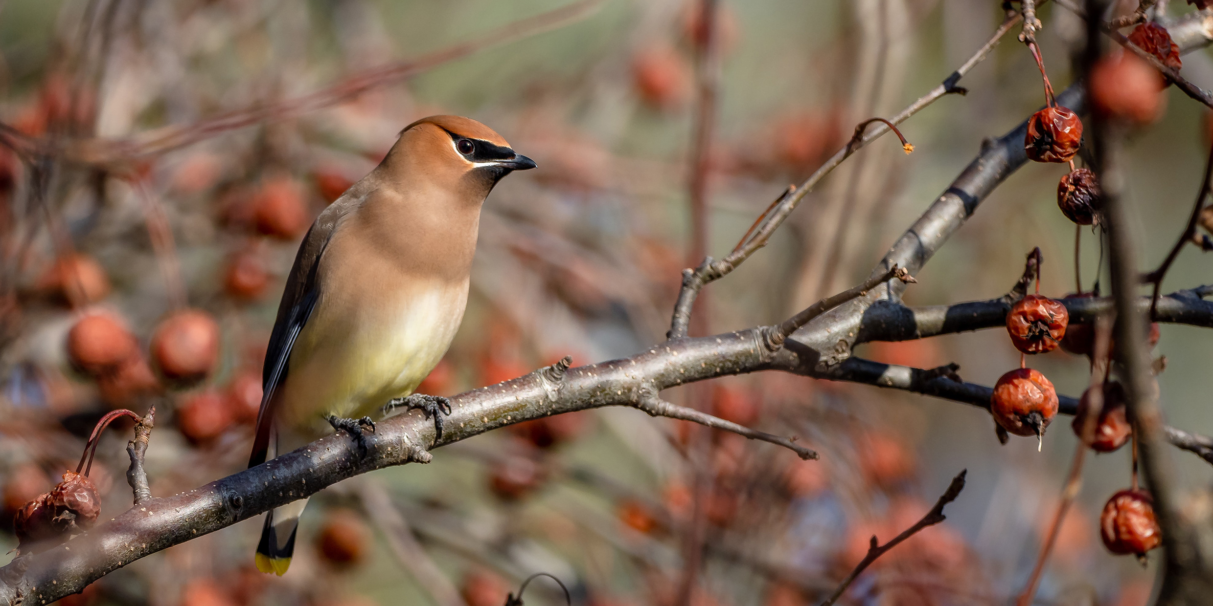 A brown and white bird perched on a tree branch surrounded by red berries