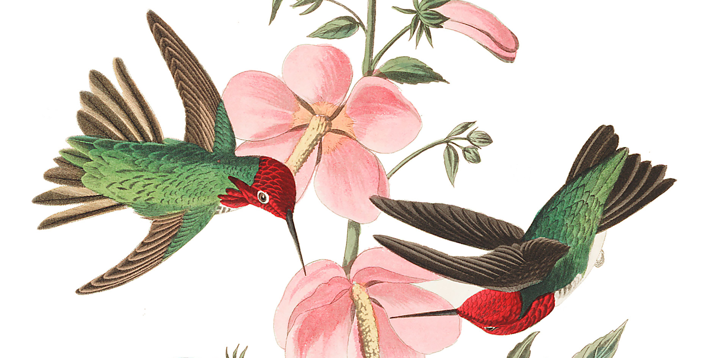 Illustration of two hummingbirds feeding on flowers