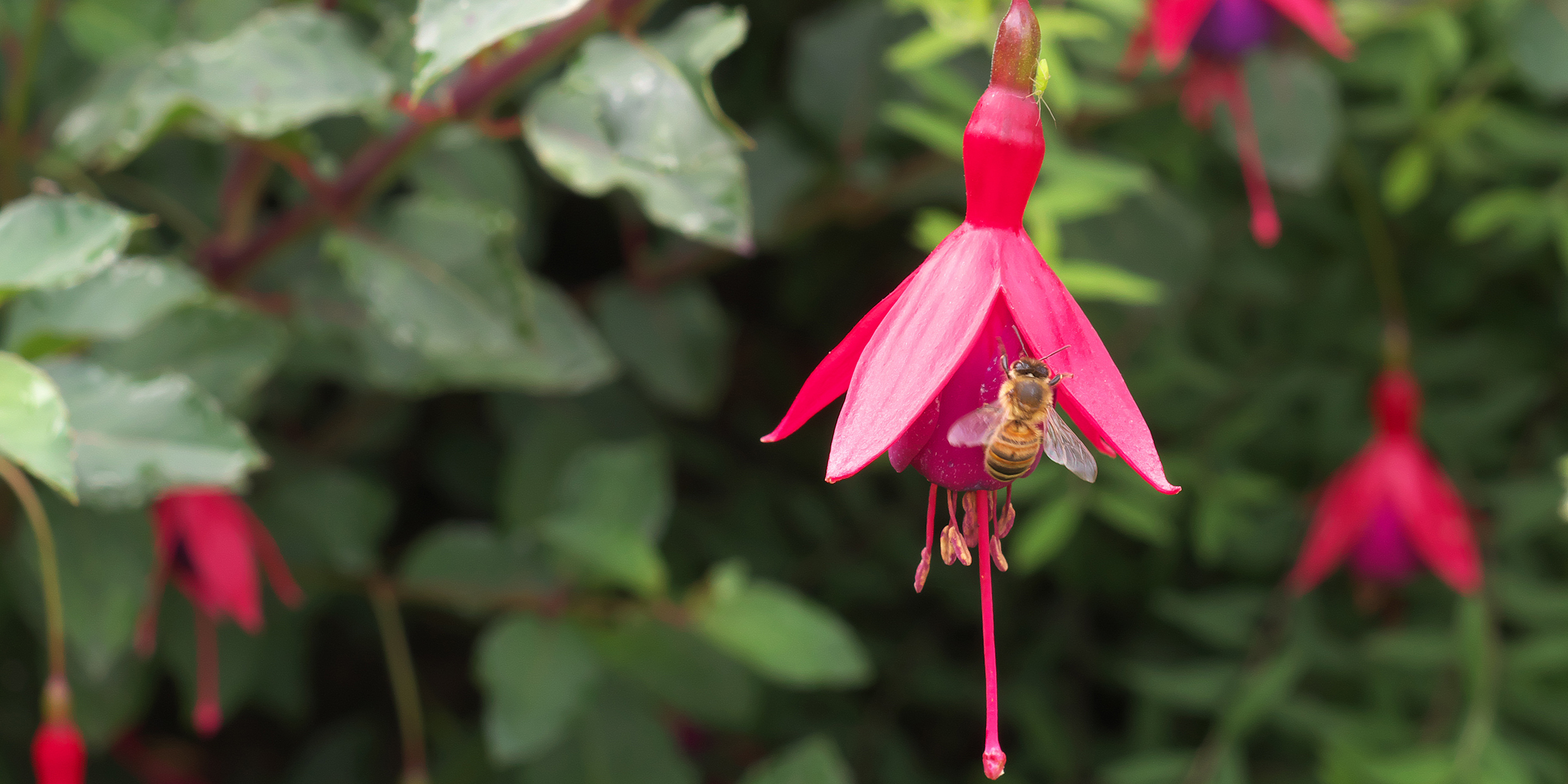 Image of a honey bee feeding on a fuchsia flower