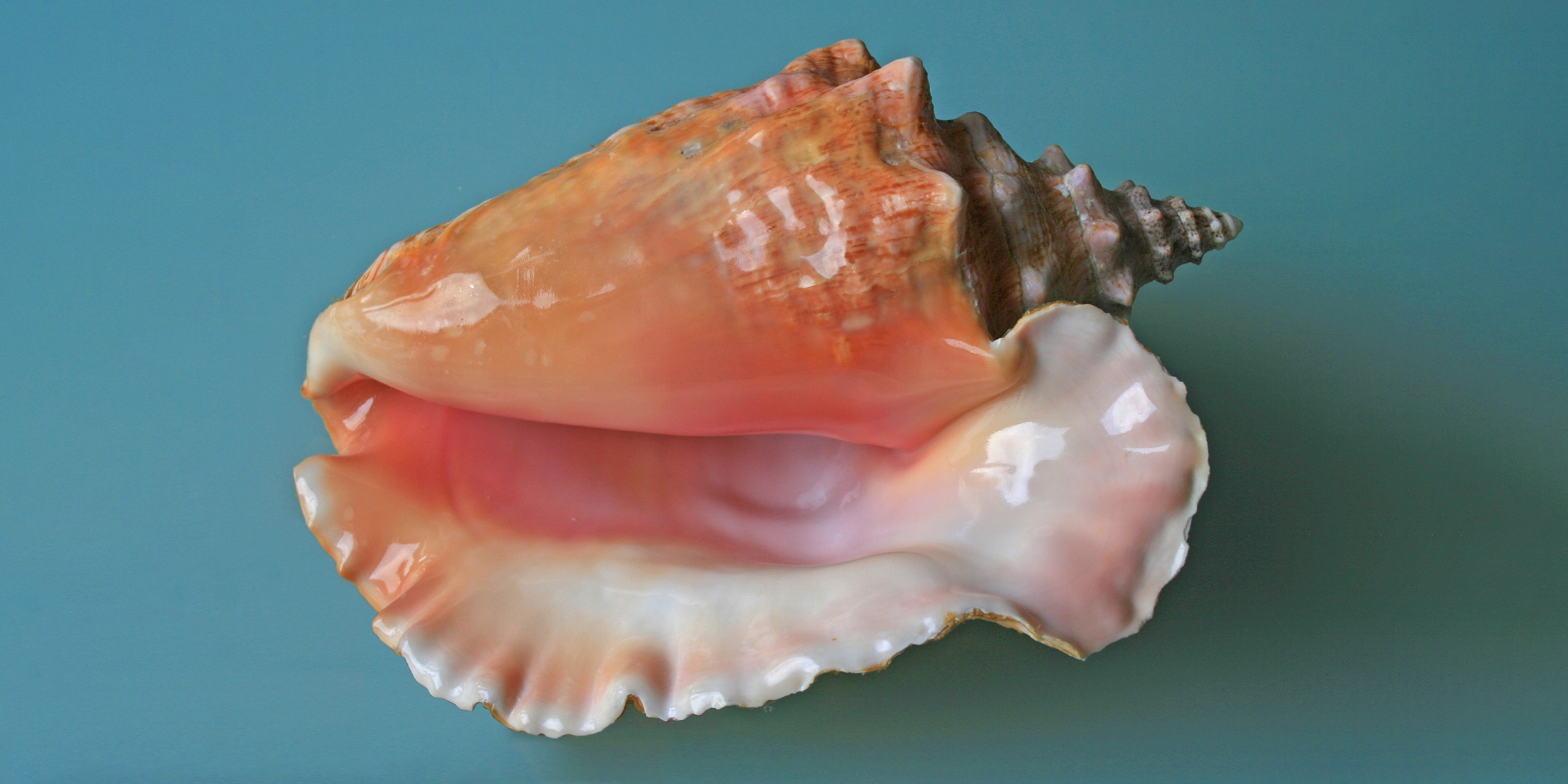 Image of a large conch shell