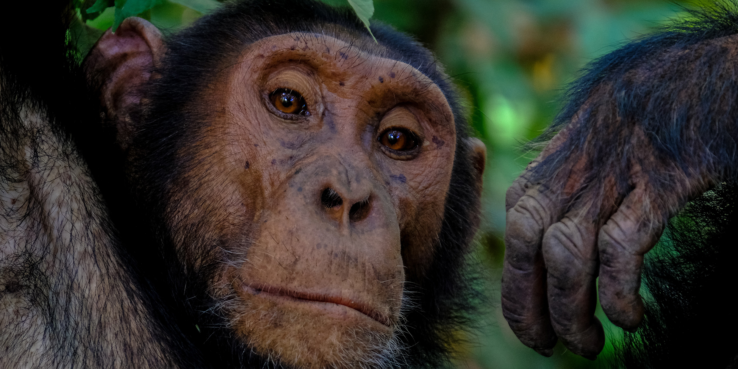 Close up image of the face of an ape