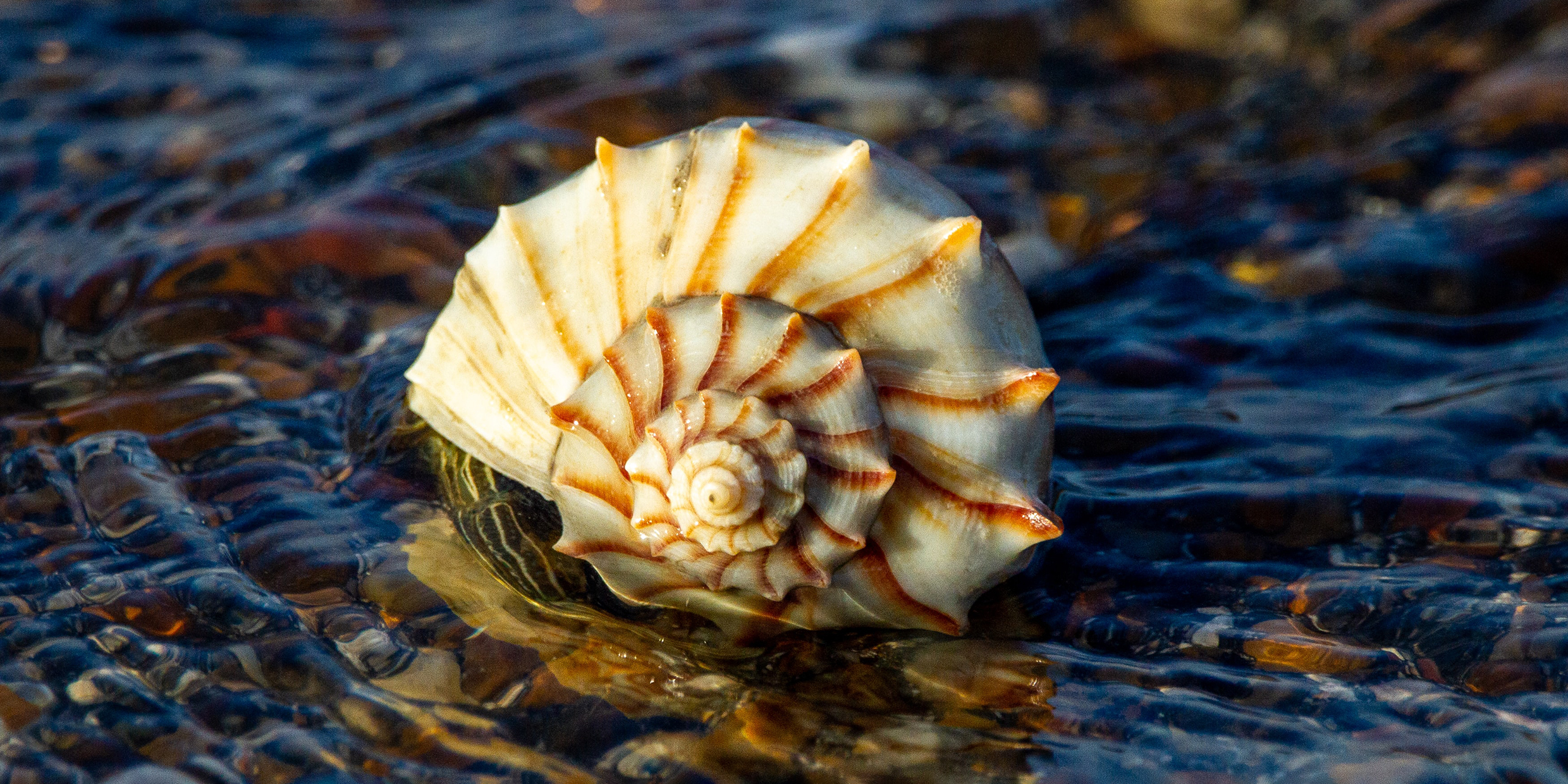 Image of a spiral sea shell resting in shallow water