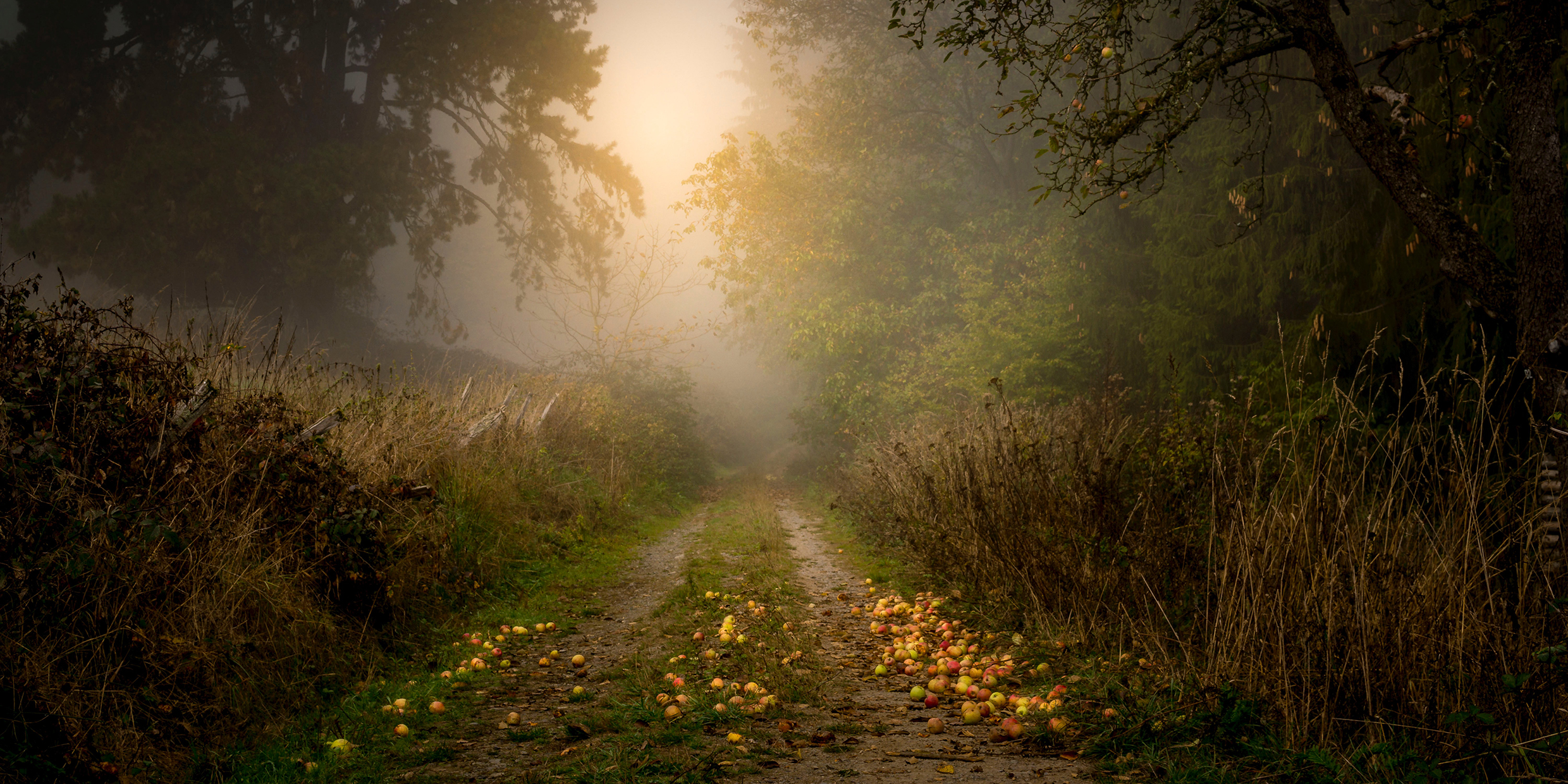 Image of a misty path in the woods