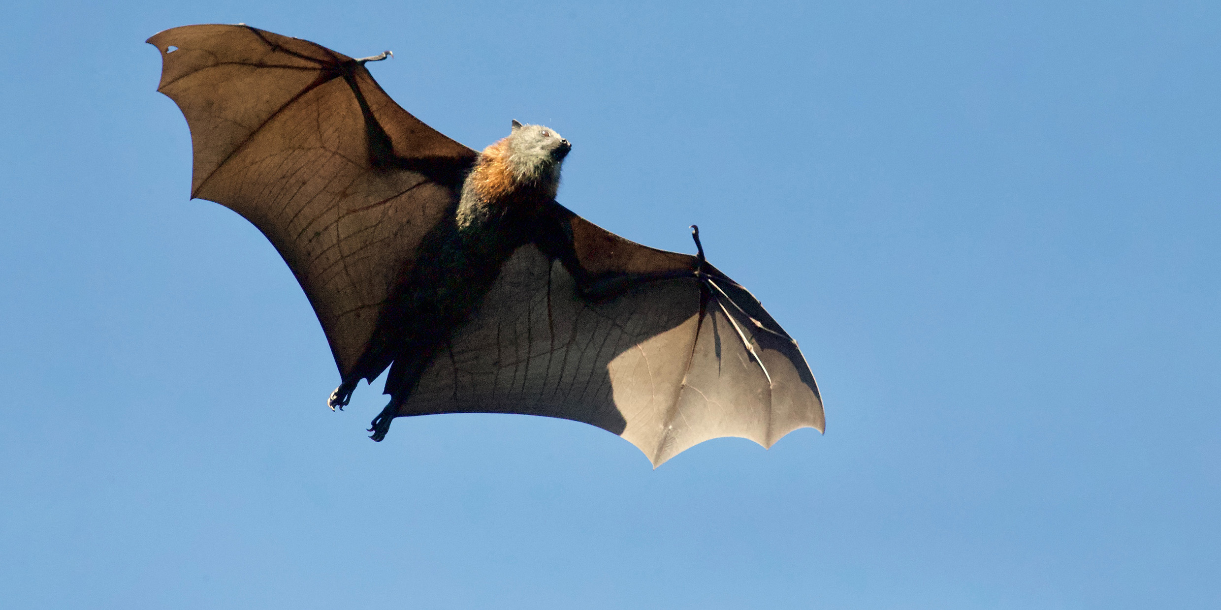 Photo of a bat with wings outstretched in flight