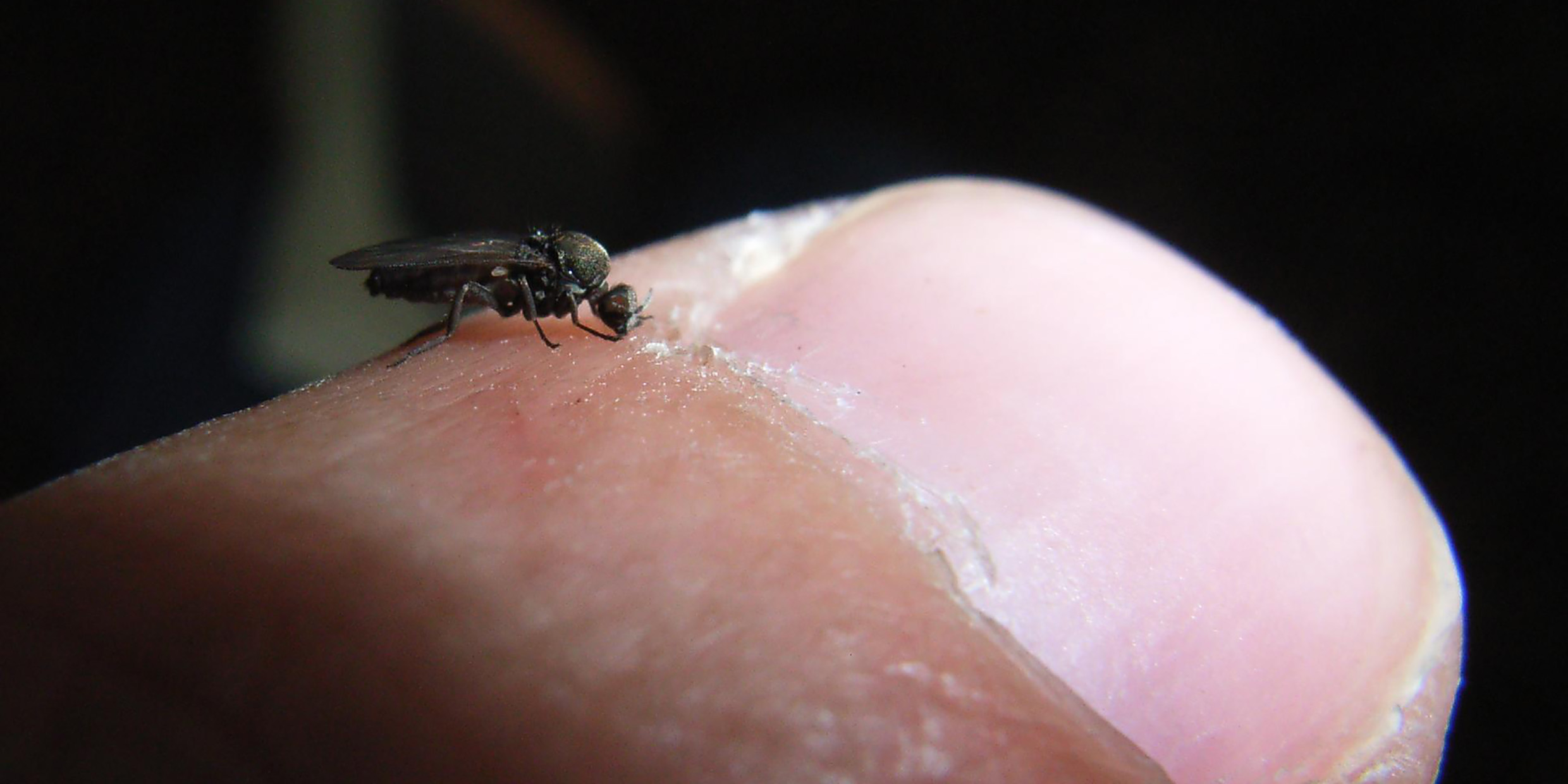 Image of a tiny insect biting a human thumb