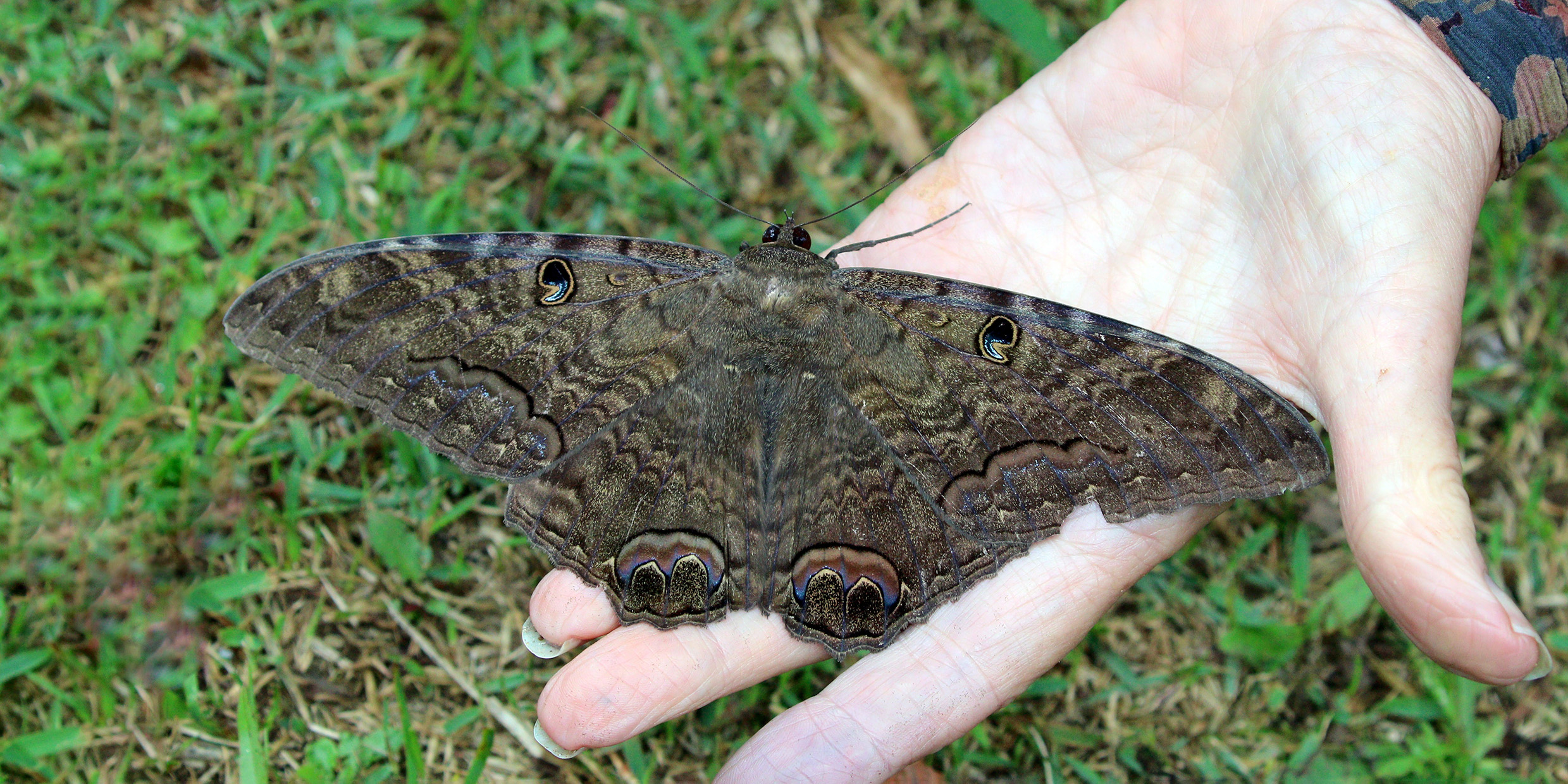 Image of large brown moth being held in a person's hand