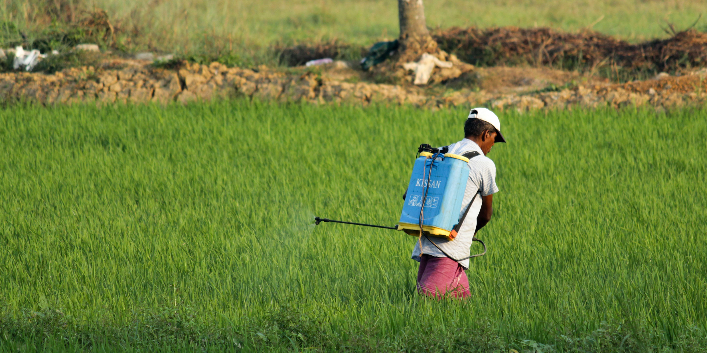 Image of a man spraying crops with a tank of pesticide on his back