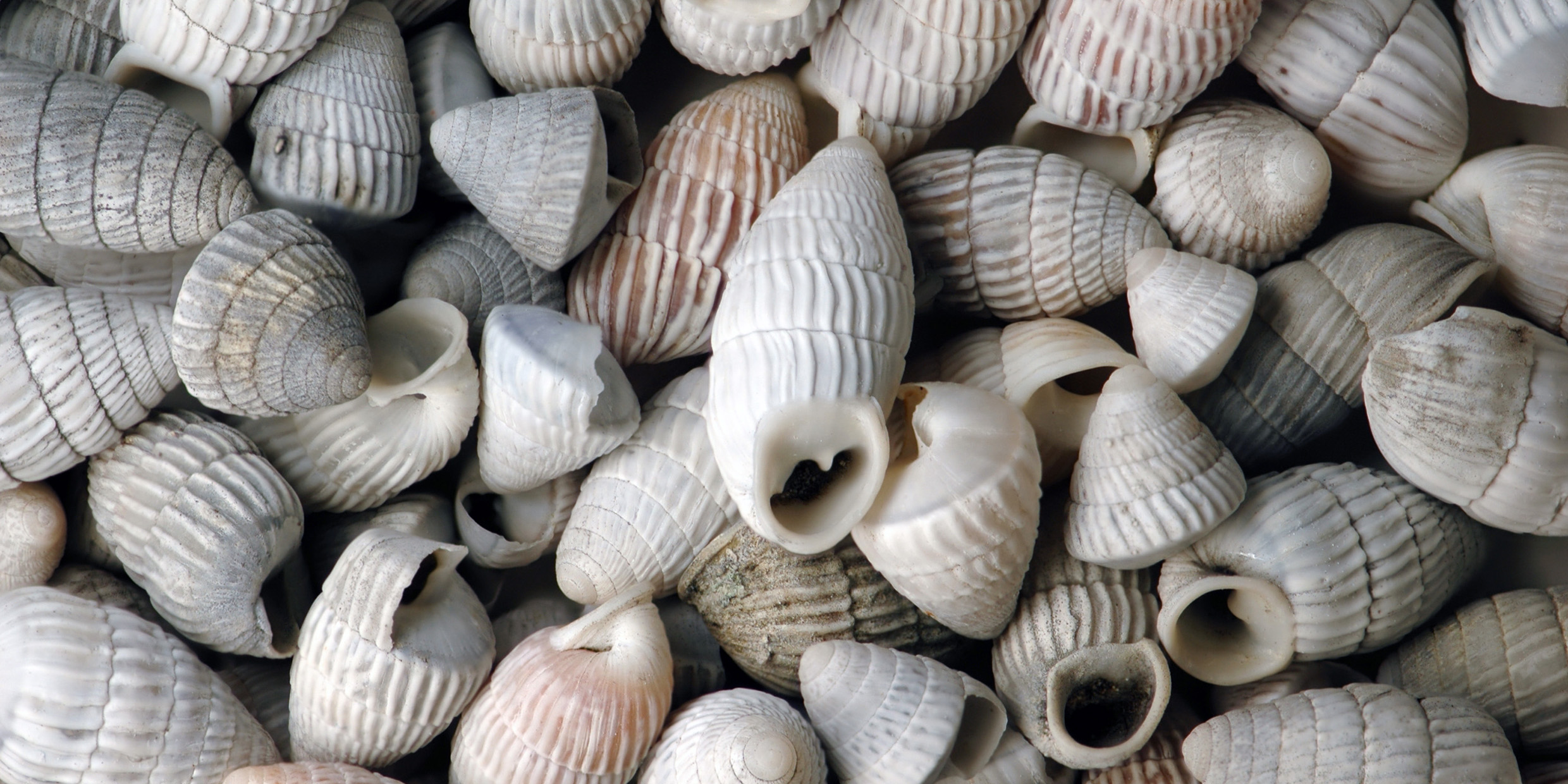 Image of a large group of conical snail shells