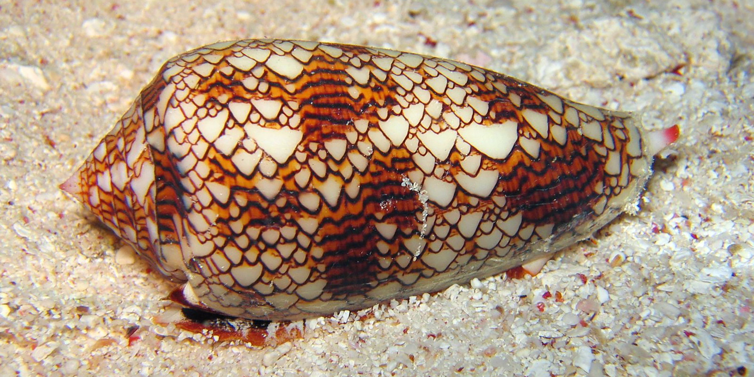Image of a intricately patterned snail shell resting on the ocean floor