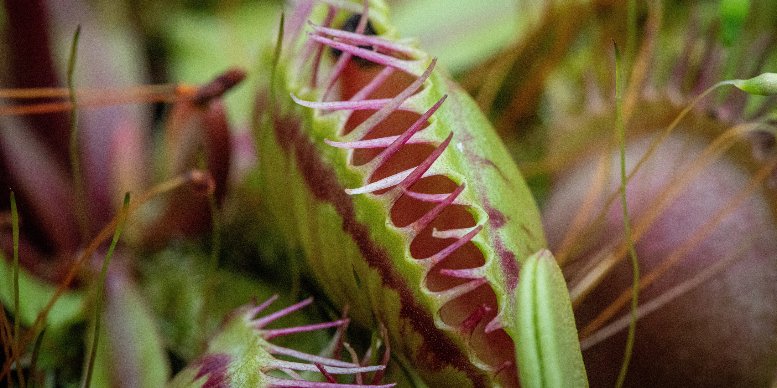 Image of a Venus flytrap plant