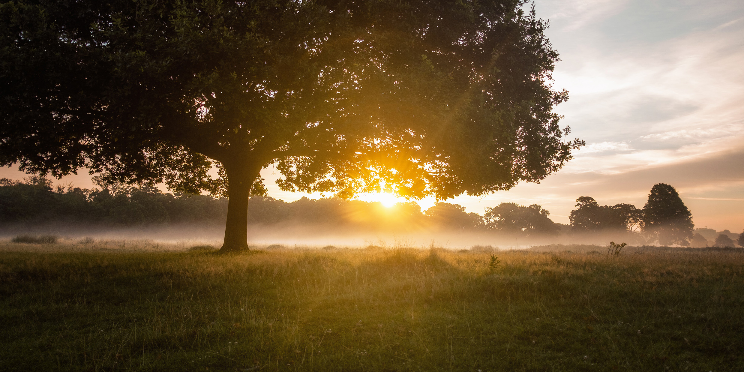 Image of a rising sun beyond a misty meadow