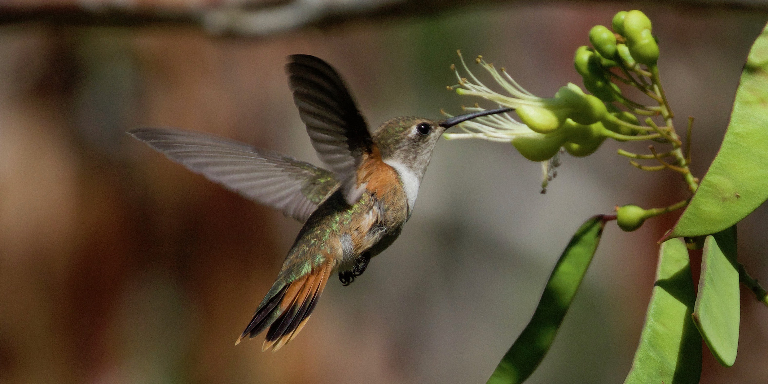 Image of a hummingbird hovering and feeding from a flower