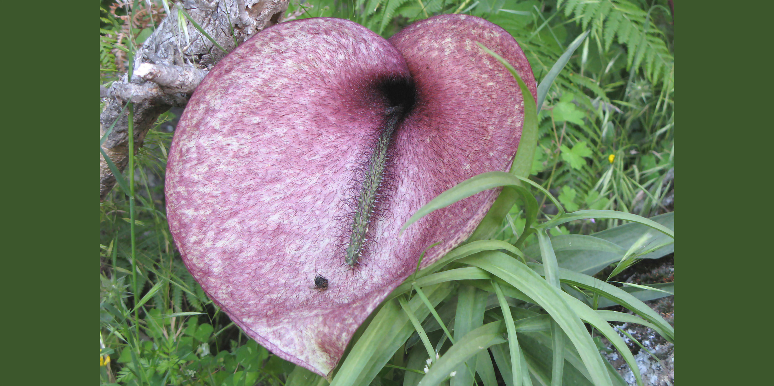 Image of a pink heart-shaped flower with a fly on it