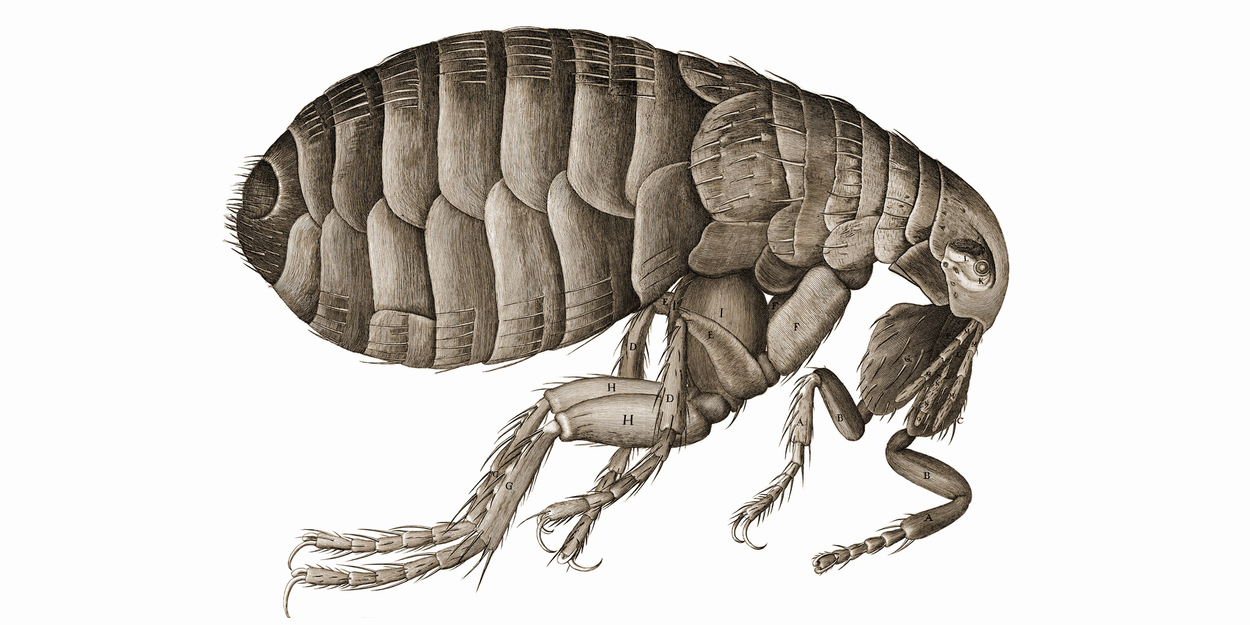 Scientific illustration of a flea