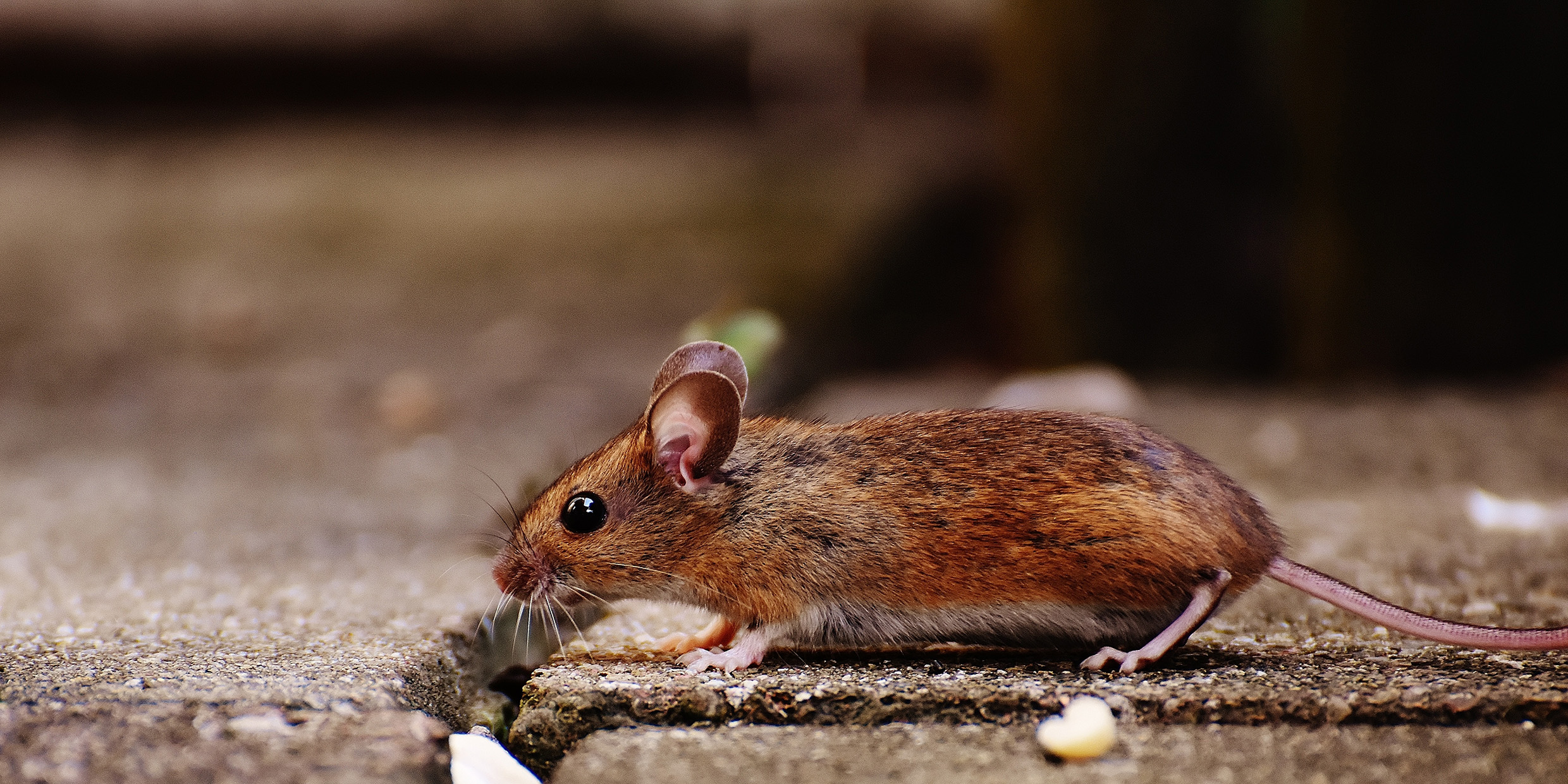 Image of a small brown mouse