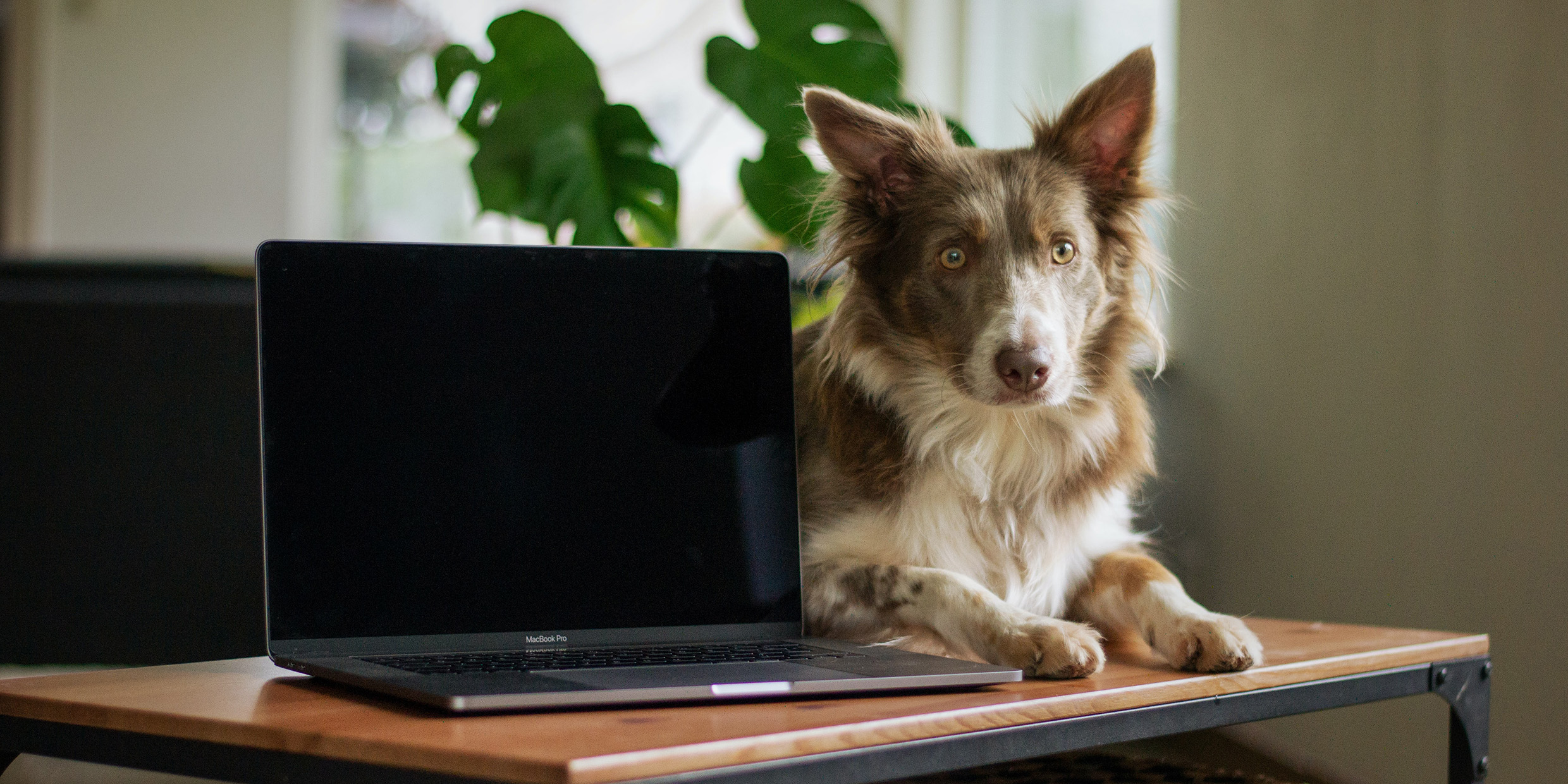 Image of a dog laying down behind an open laptop computer