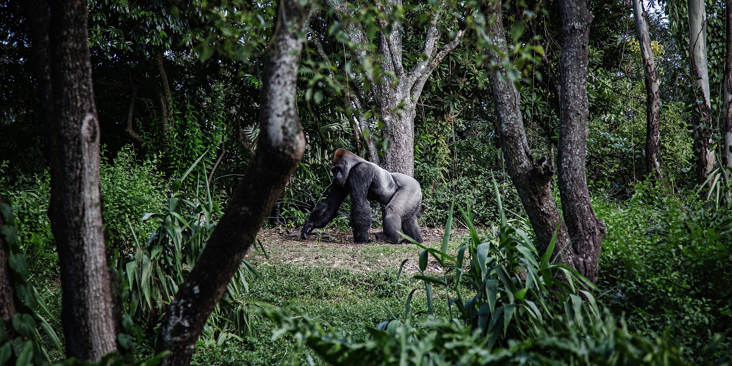 Image of a gorilla knuckle-walking through a forest