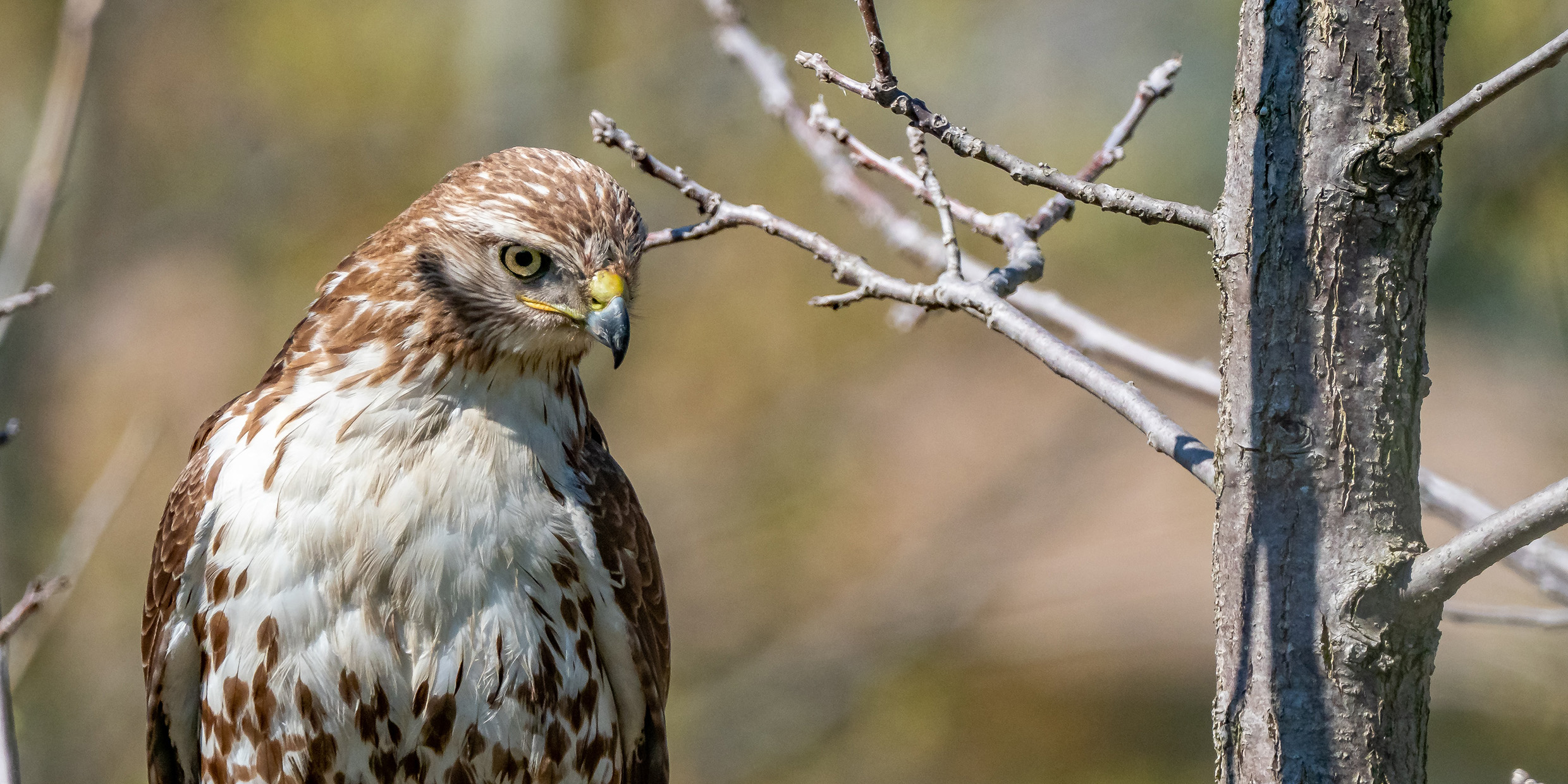 Image of a red-tailed hawk