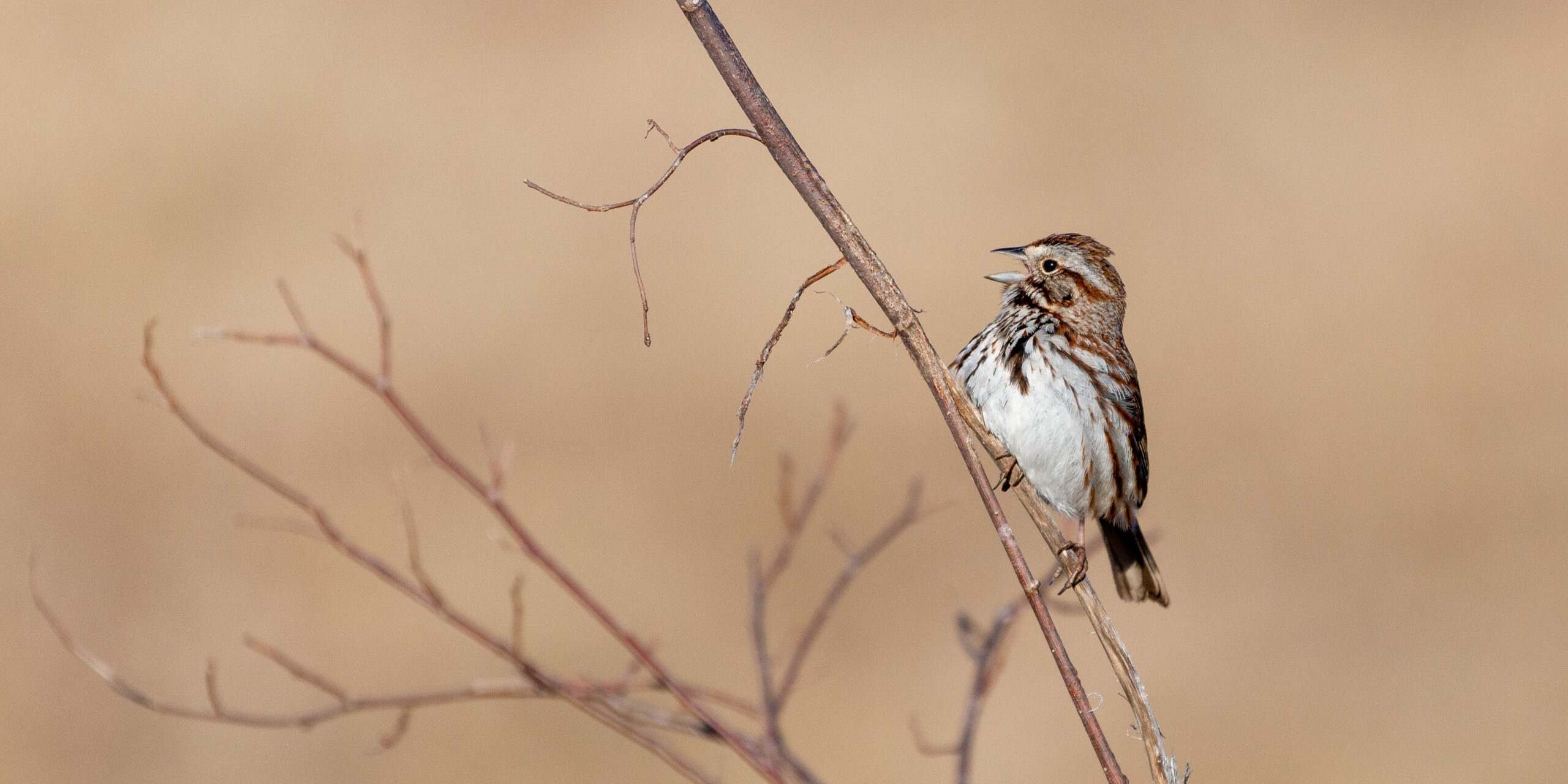 Image of a singing song sparrow perched on a plant stem