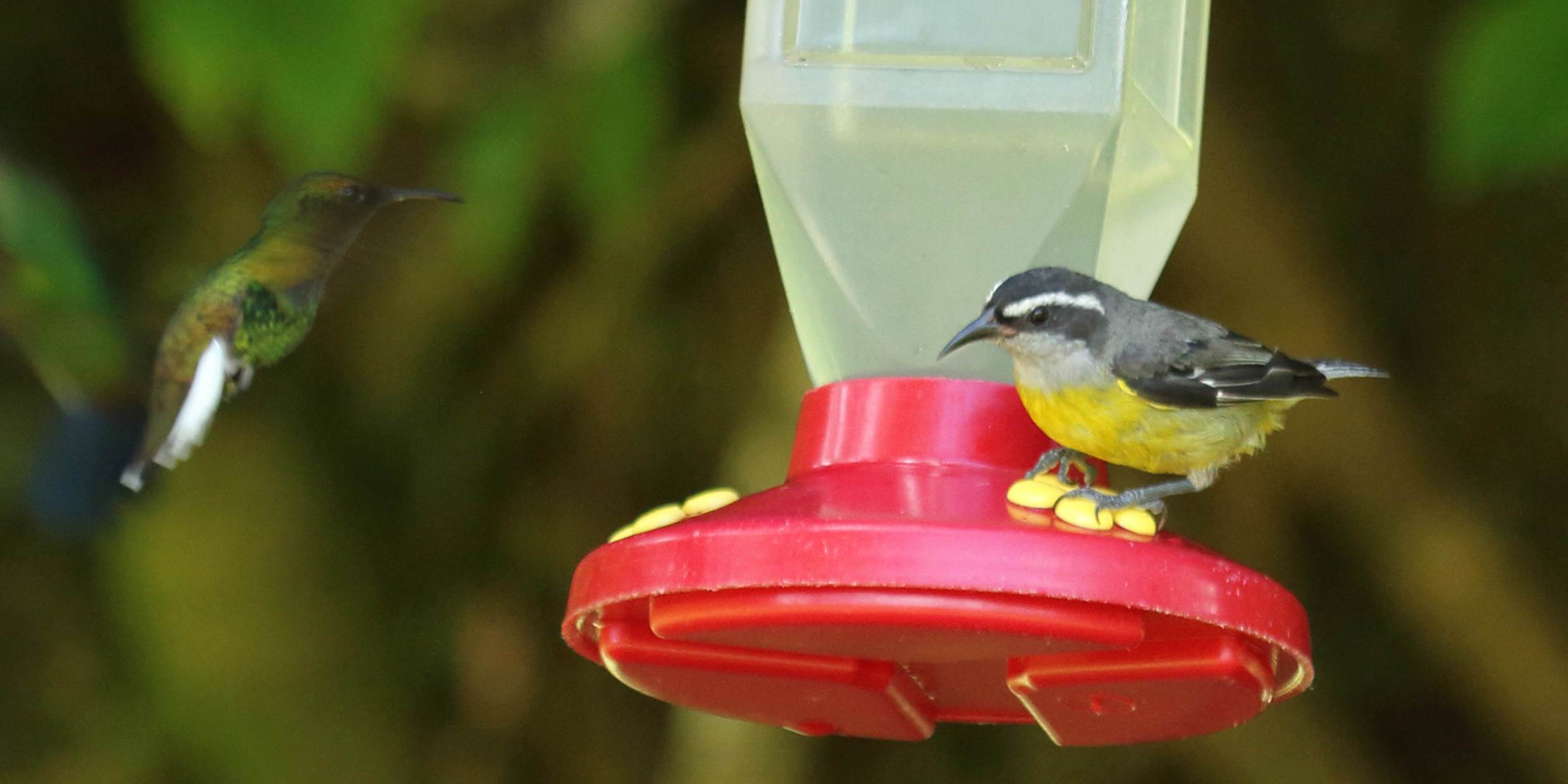 Image of a hummingbird and a bananaquit at a bird feeder
