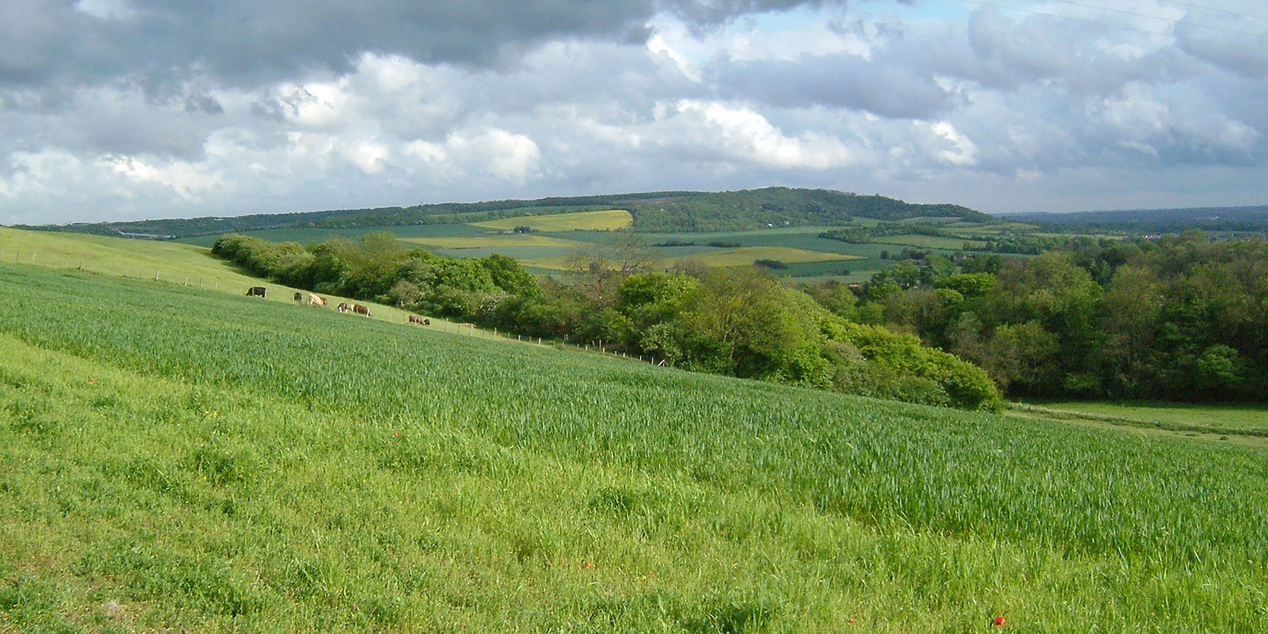 Image of an open grassy valley in southern England