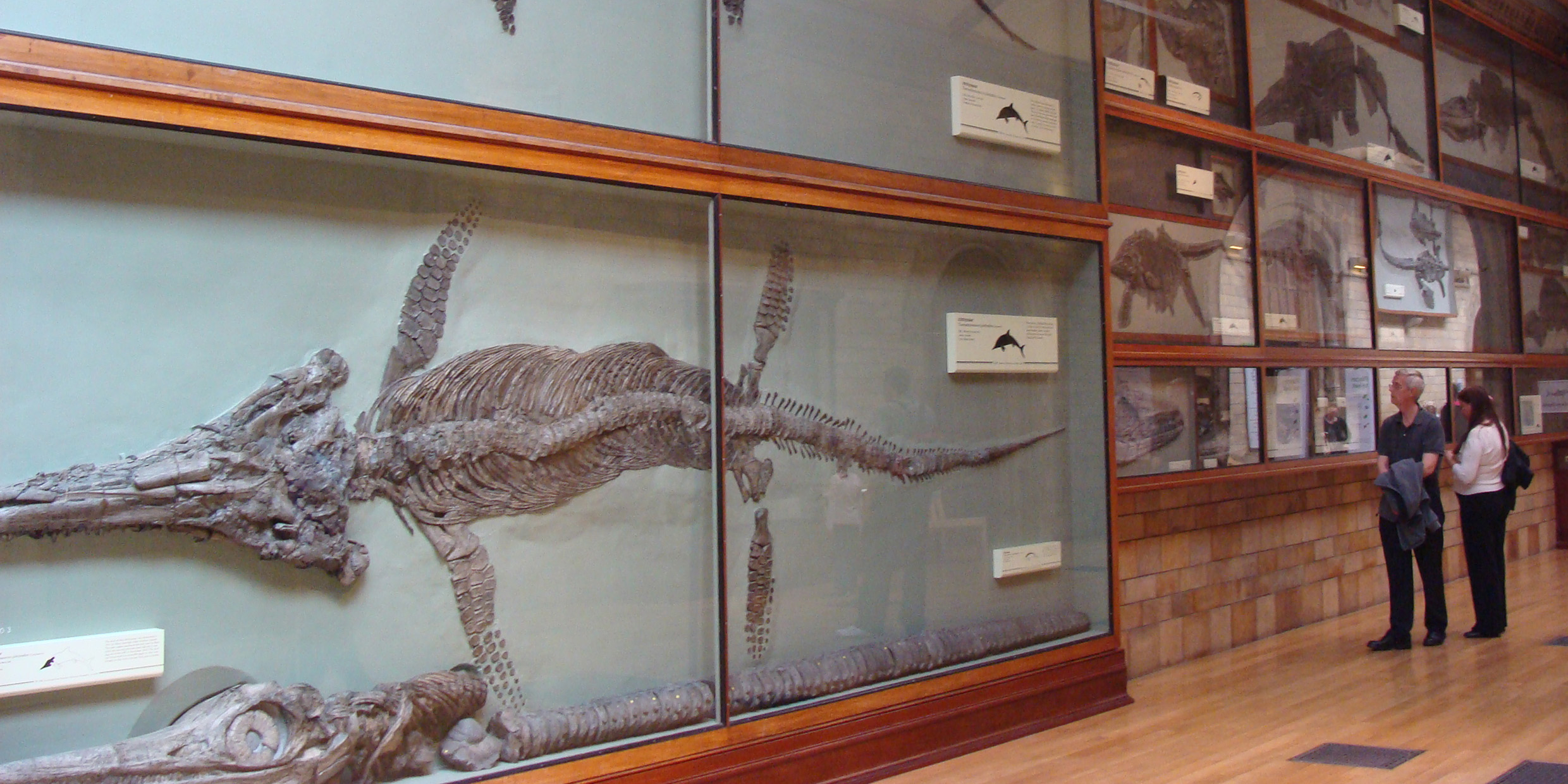 Image of two people observing a large flat skeleton displayed in a museum