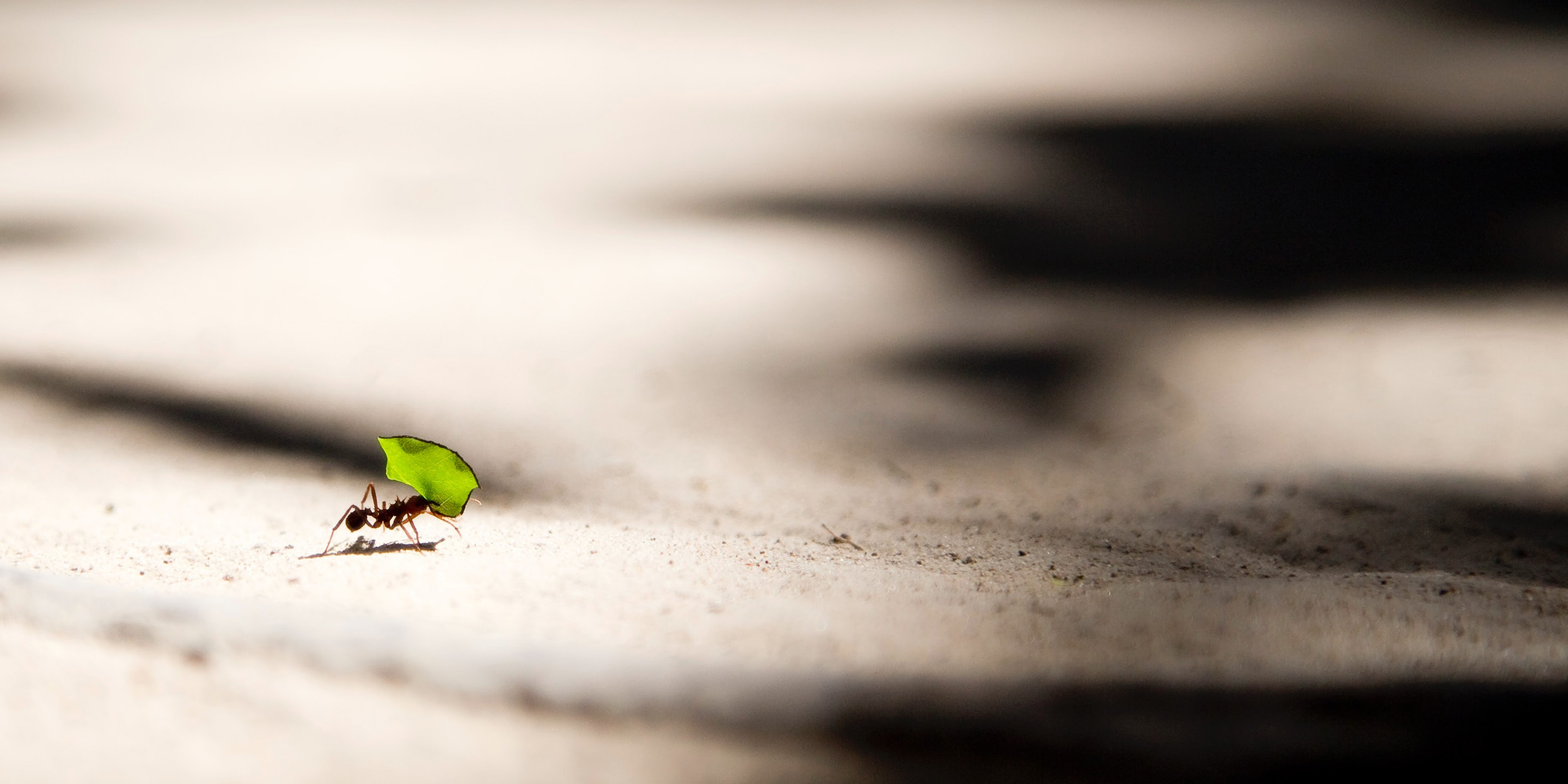 Image of a solitary ant carrying a piece of leaf