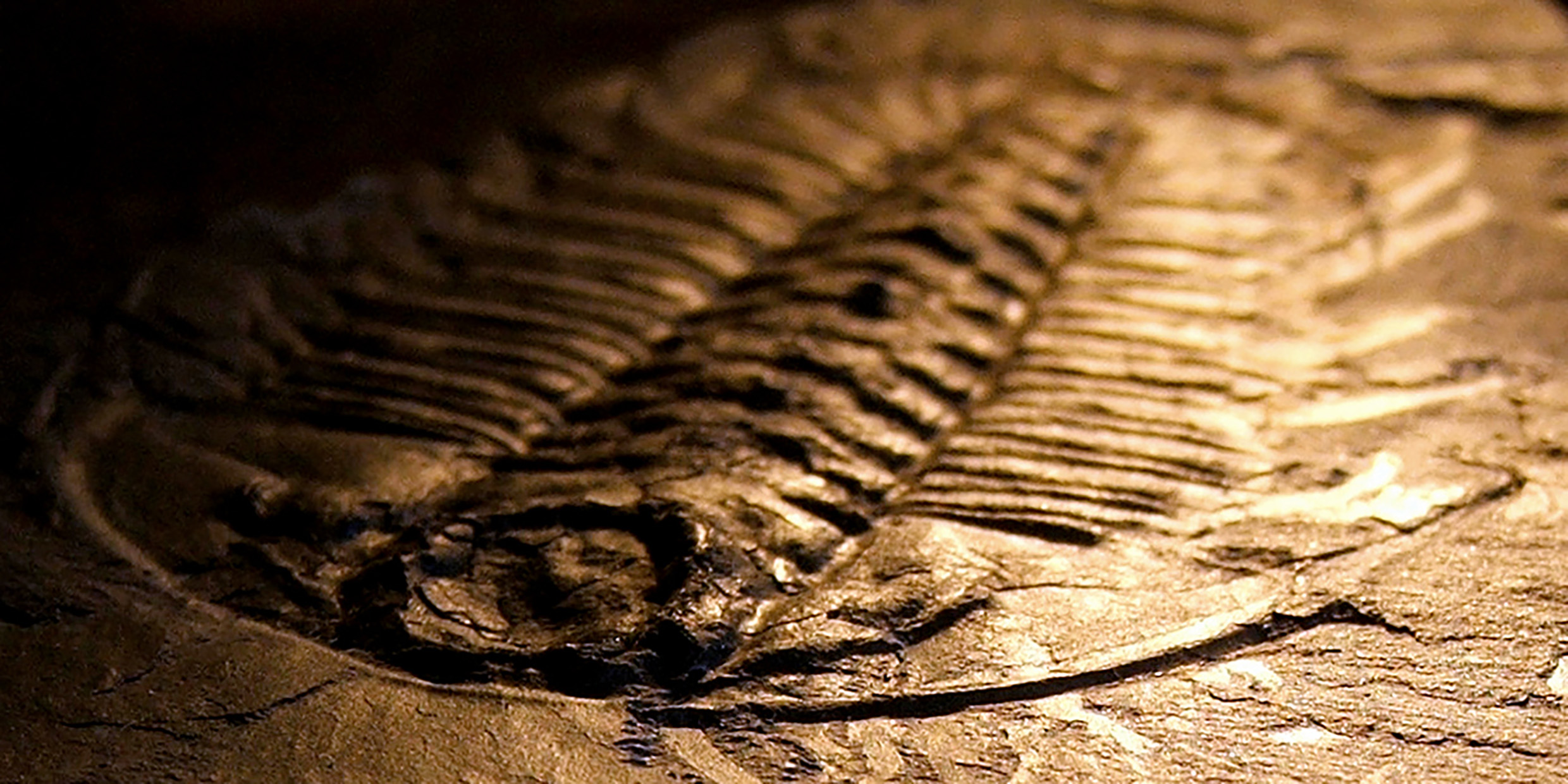 Image of a fossilized marine animal.