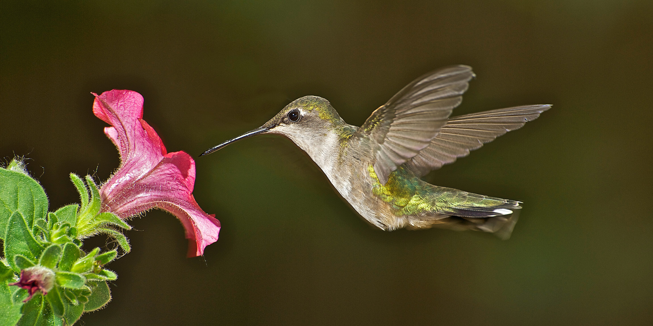 Image of a hummingbird hovering beside a flower blossom