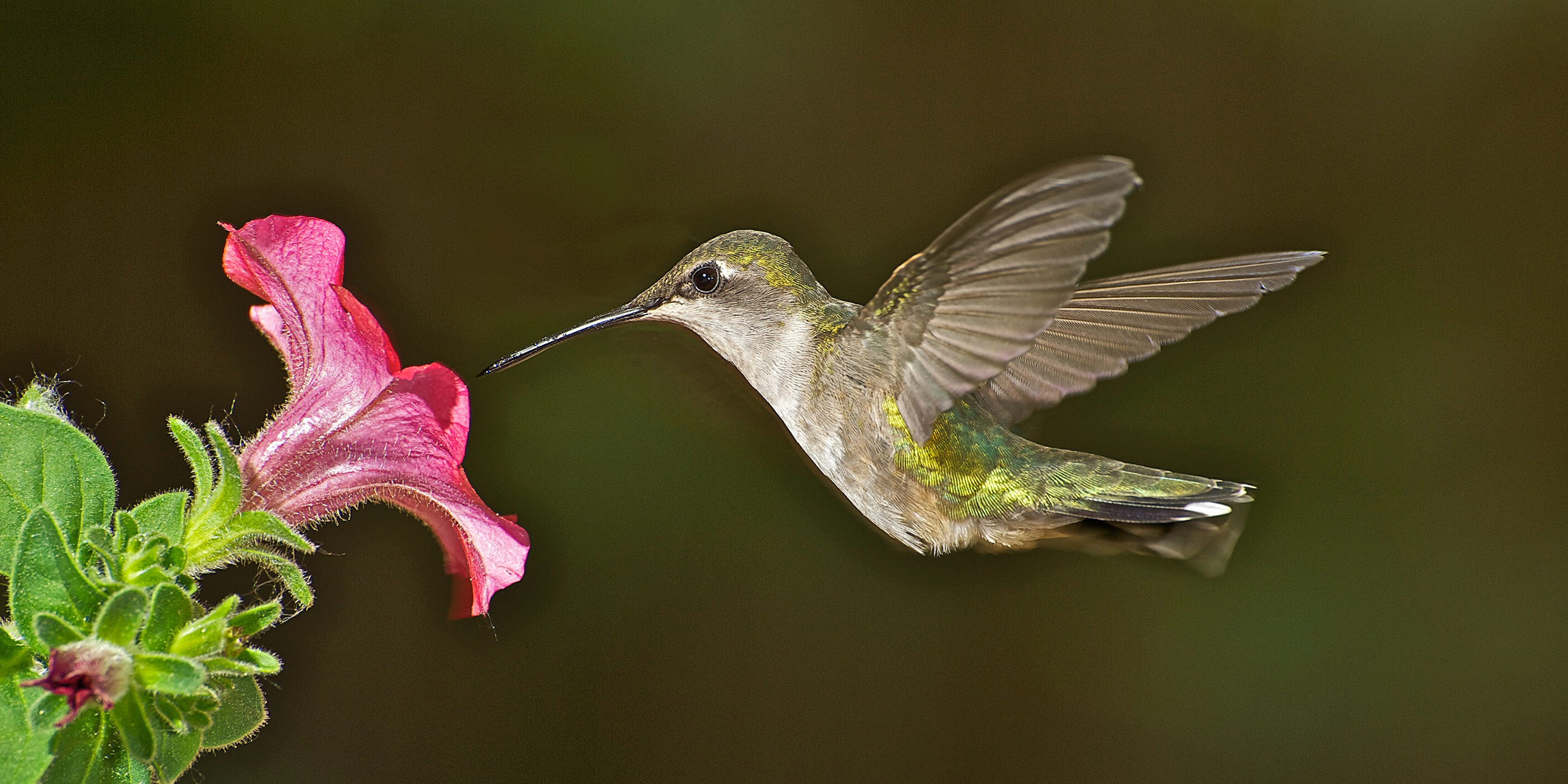 bee hummingbird flying