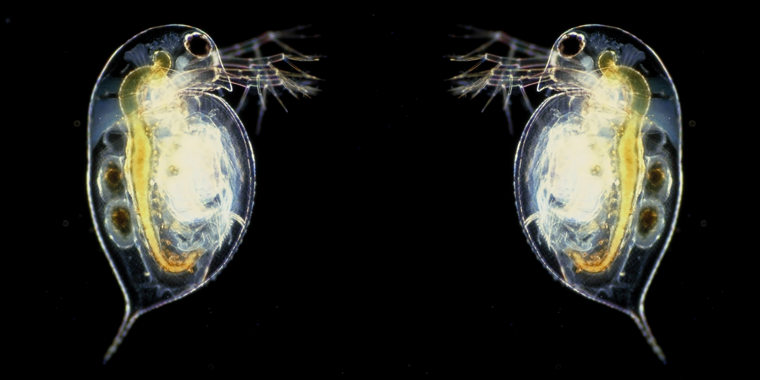 Mirrored image of a microscopic water flea