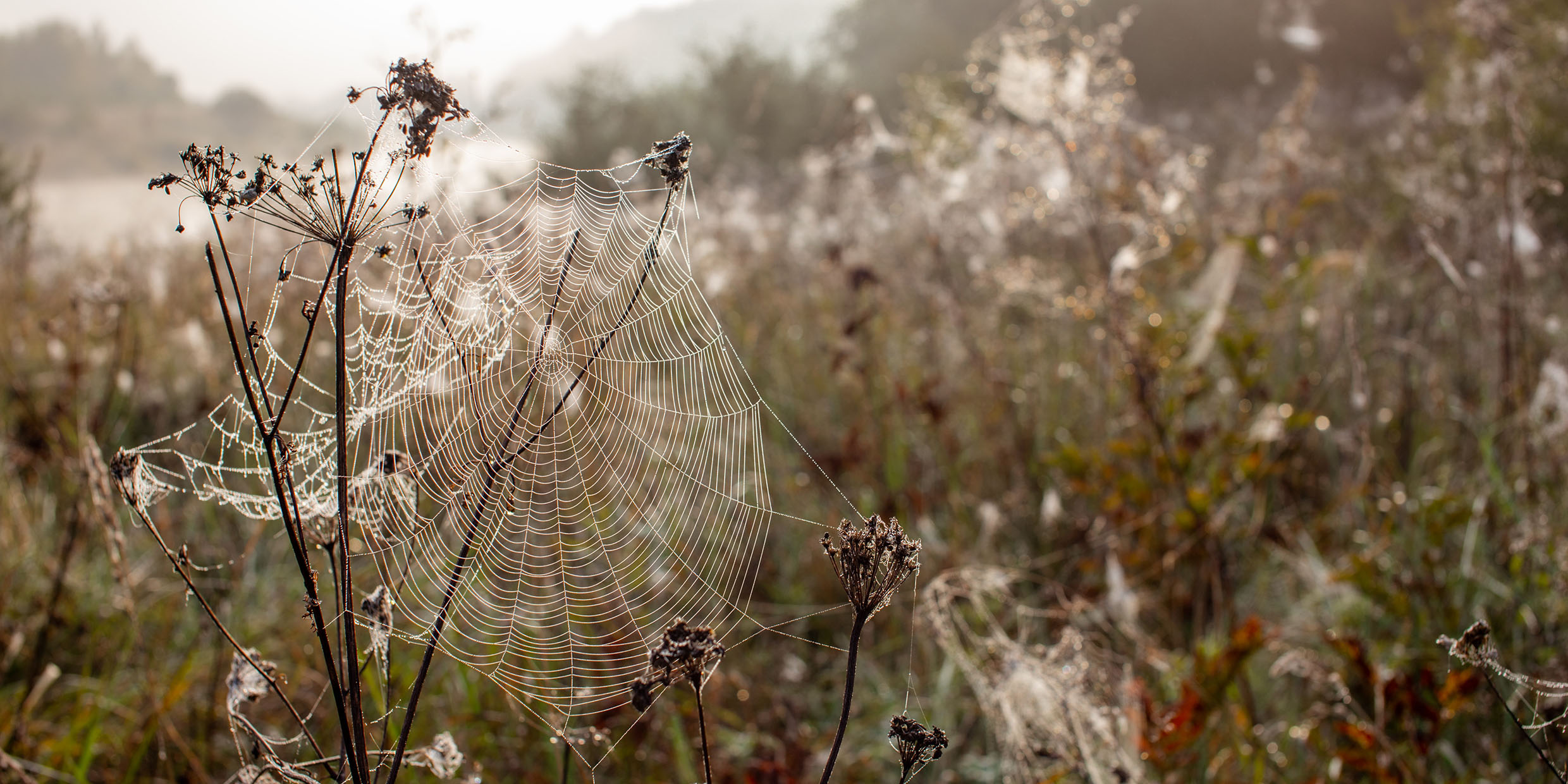 Image of a spider web in a meadow glistening in dawn light