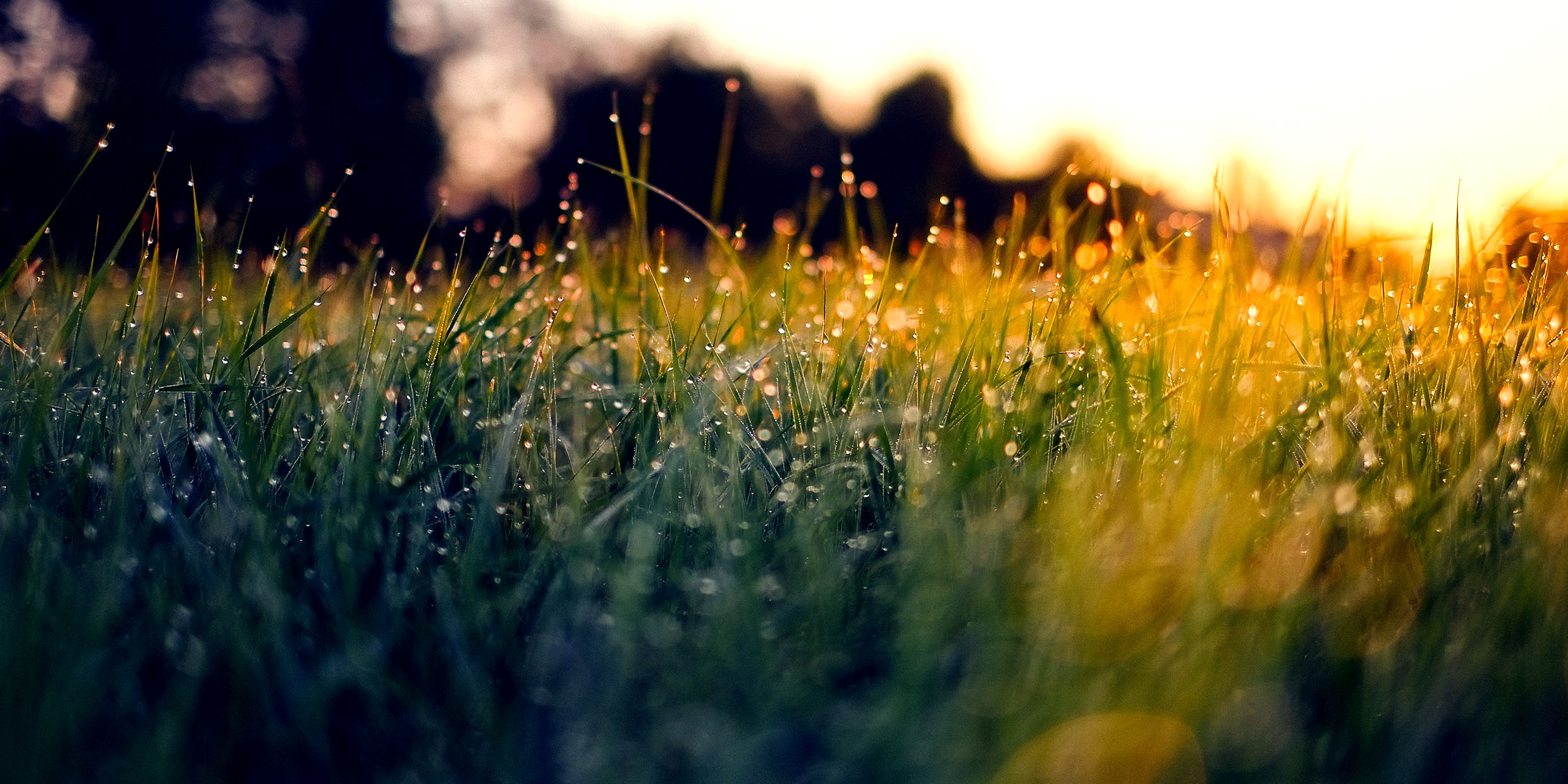 Image of a meadow at sunrise with morning dew collected on grass blades