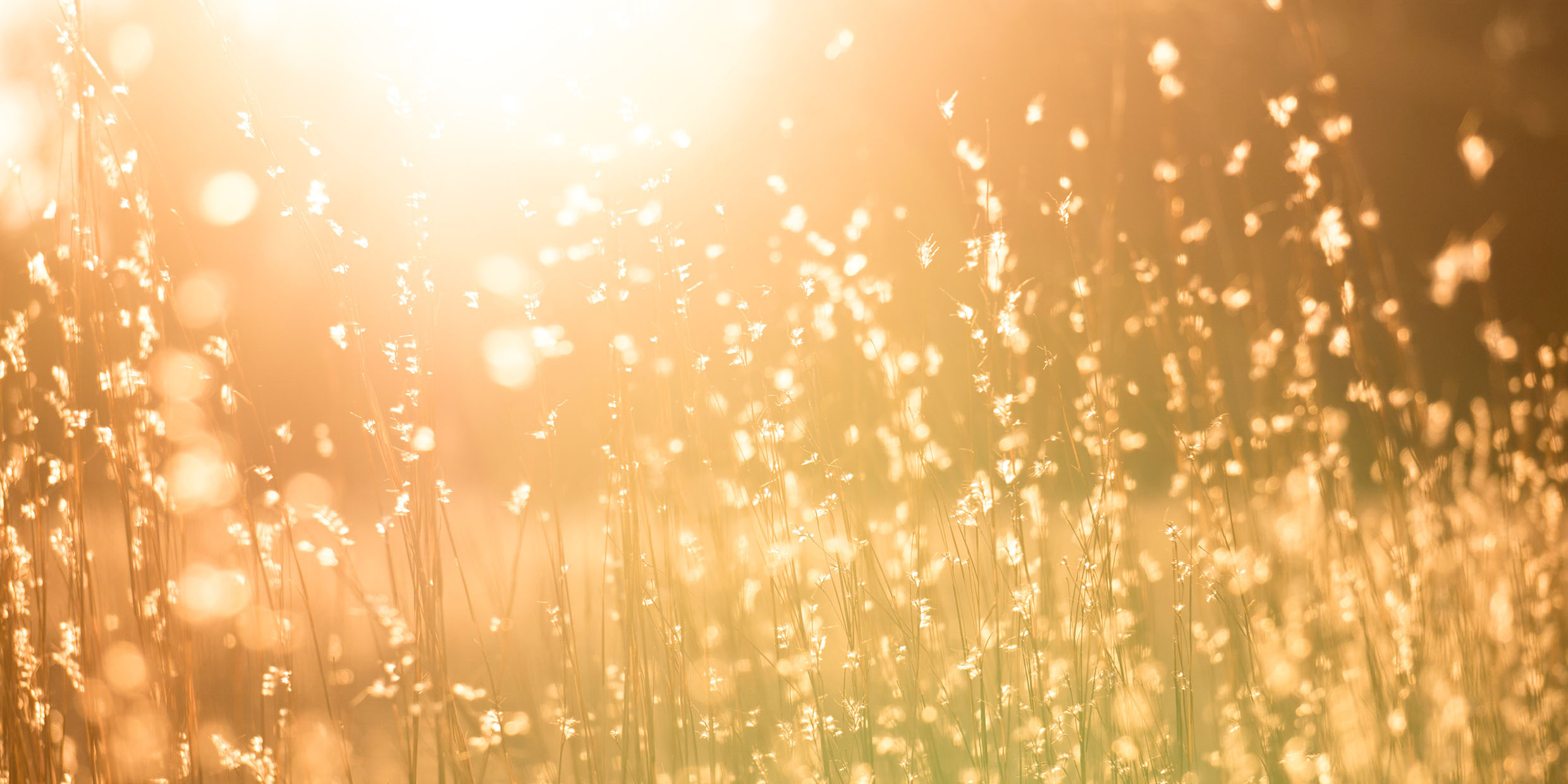 Soft focus image of a meadow at sunrise, with sparking lights throughout