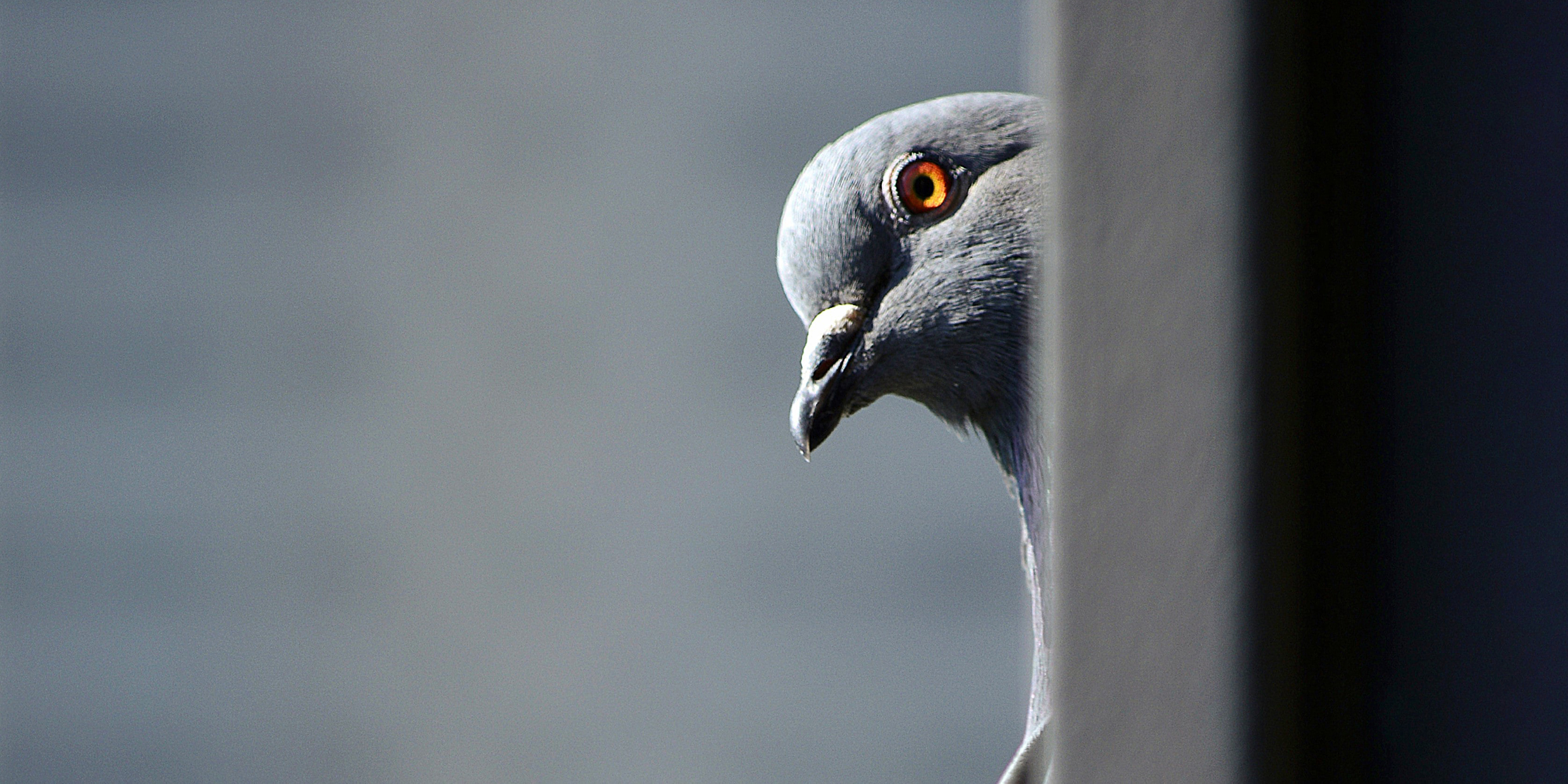 Image of the head of a pigeon peeking around a corner