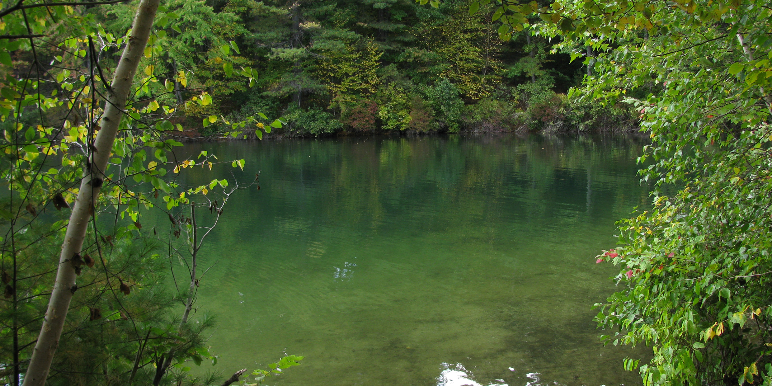 Image of a green pond surrounded by green leafy trees