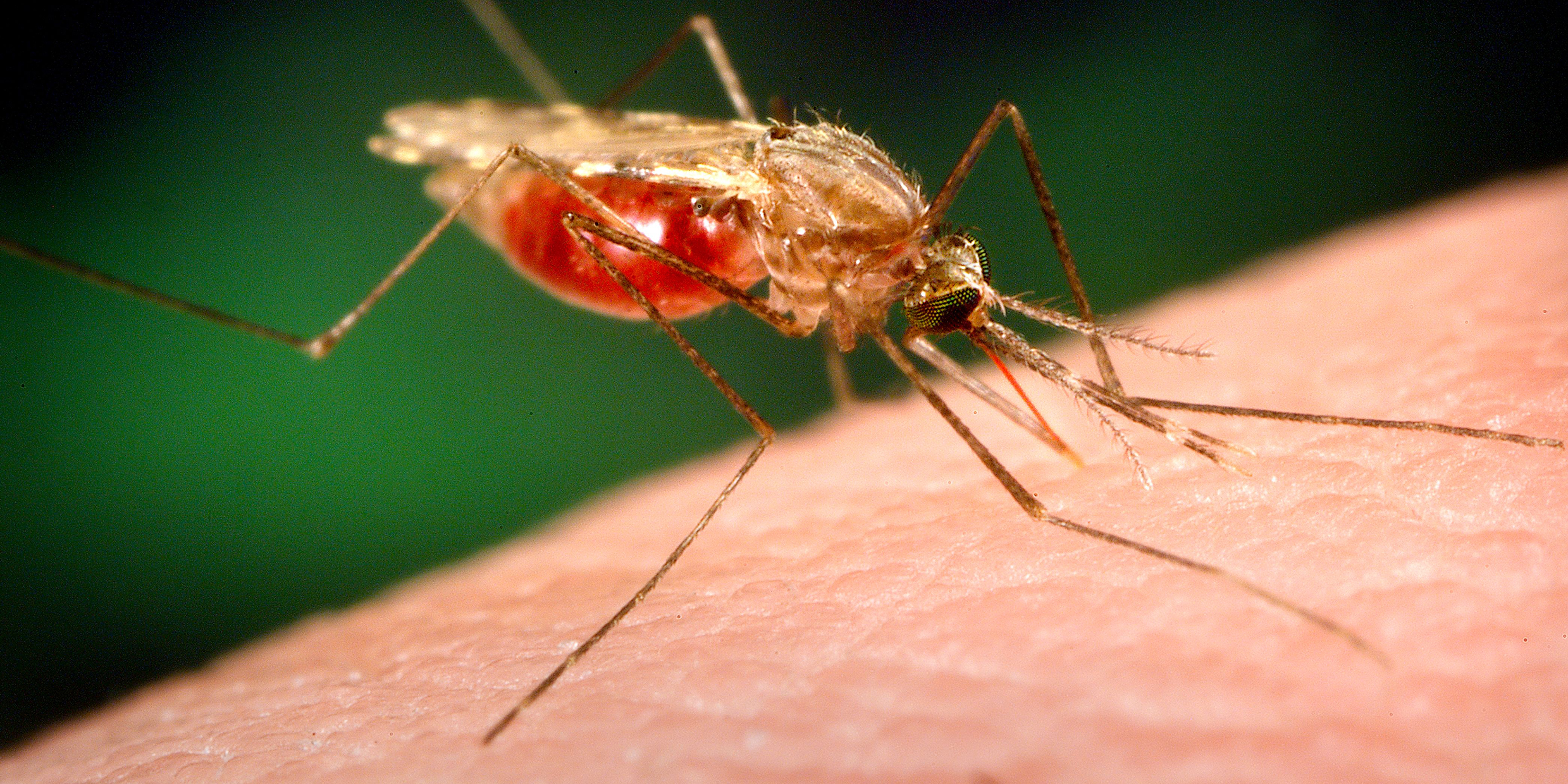 Close-up image of a mosquito feeding on a human