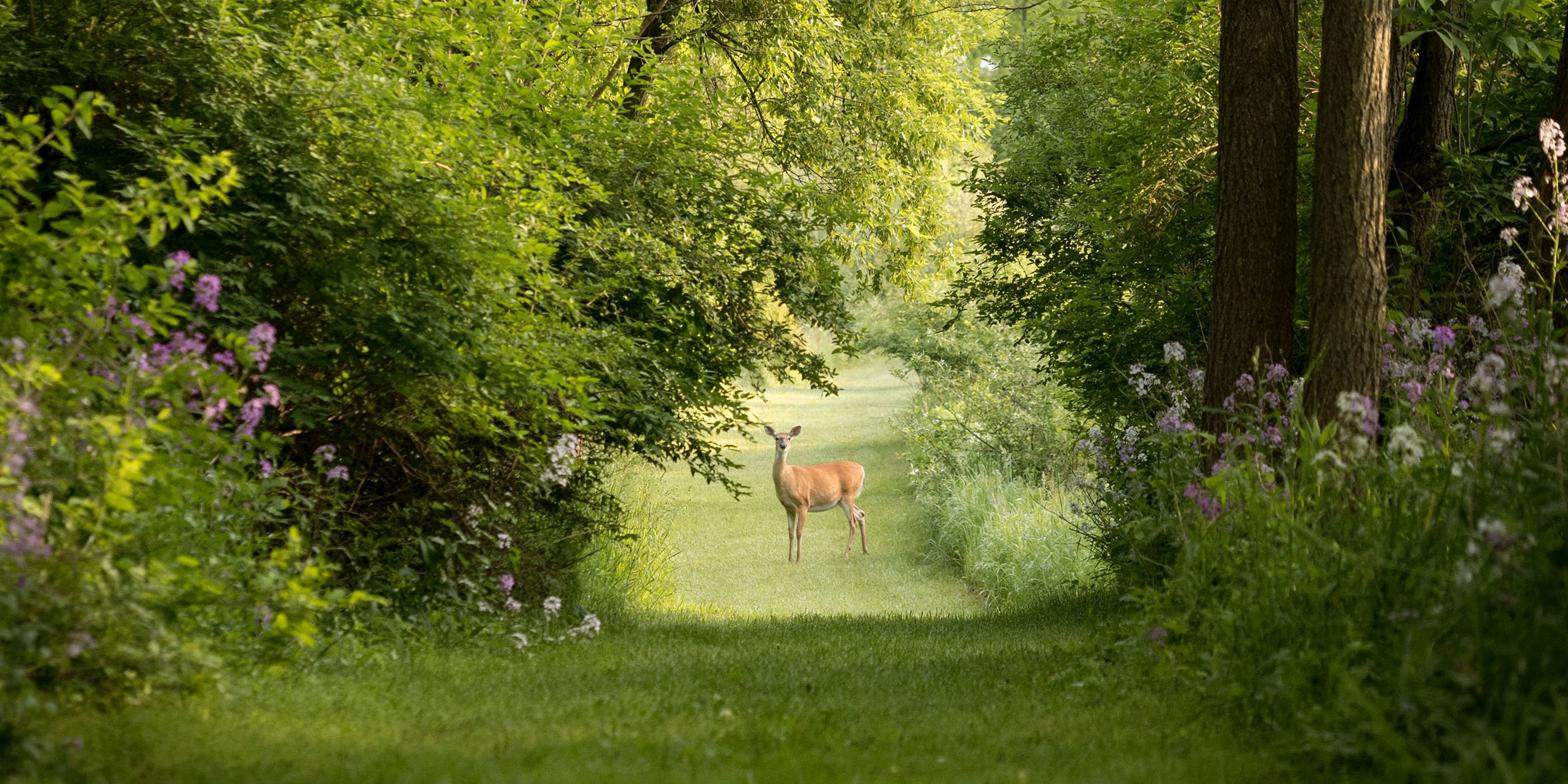 Image of a deer seen astride a foot path in the woods